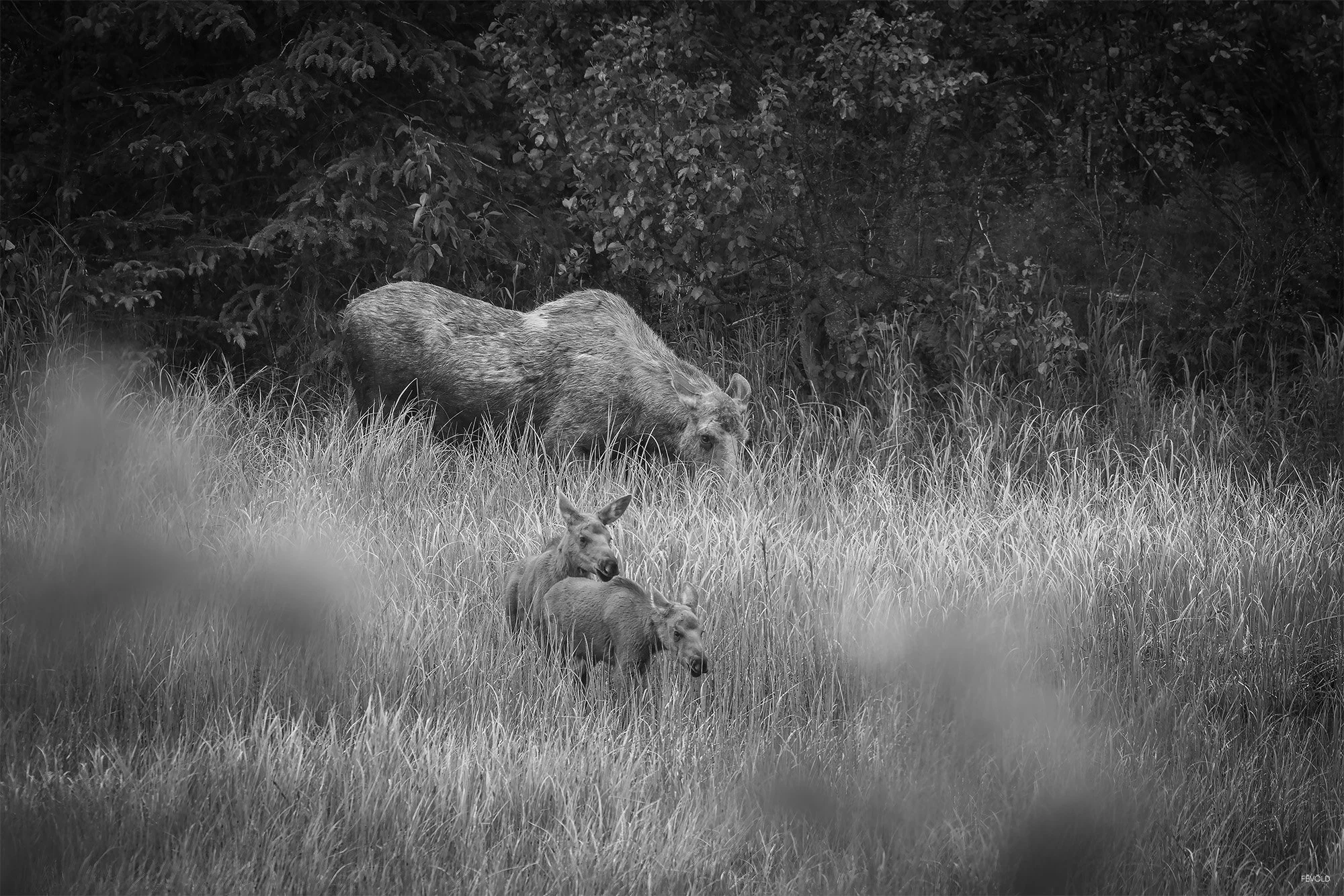 A Mother's Protection.jpg