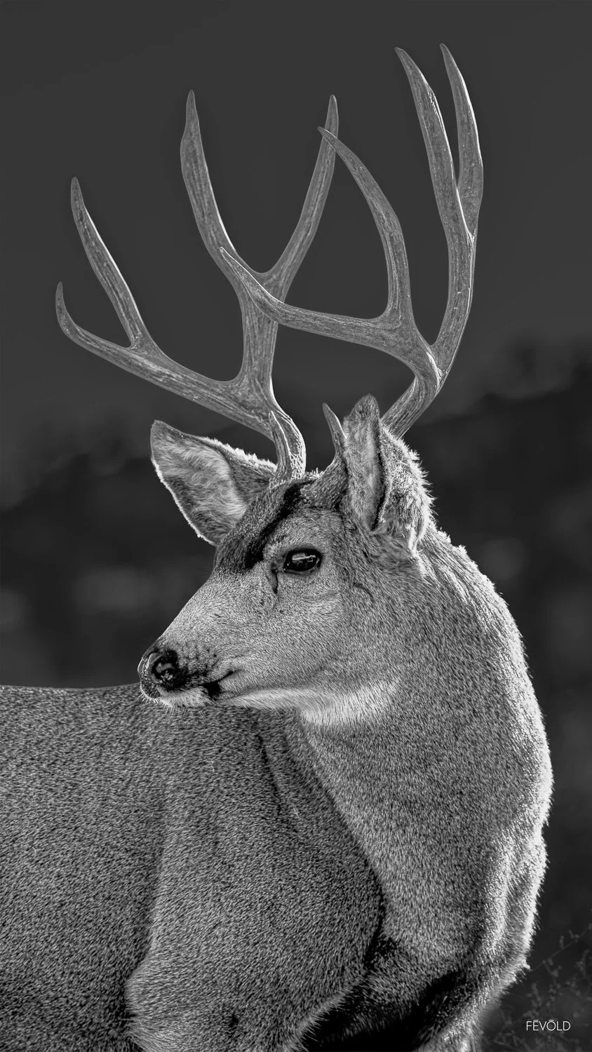 Colorado Rocky Mountain Muley.jpg