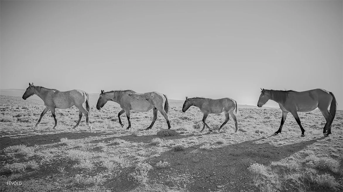 The Wild Horses Of Rock Springs, Wyoming (small).jpg