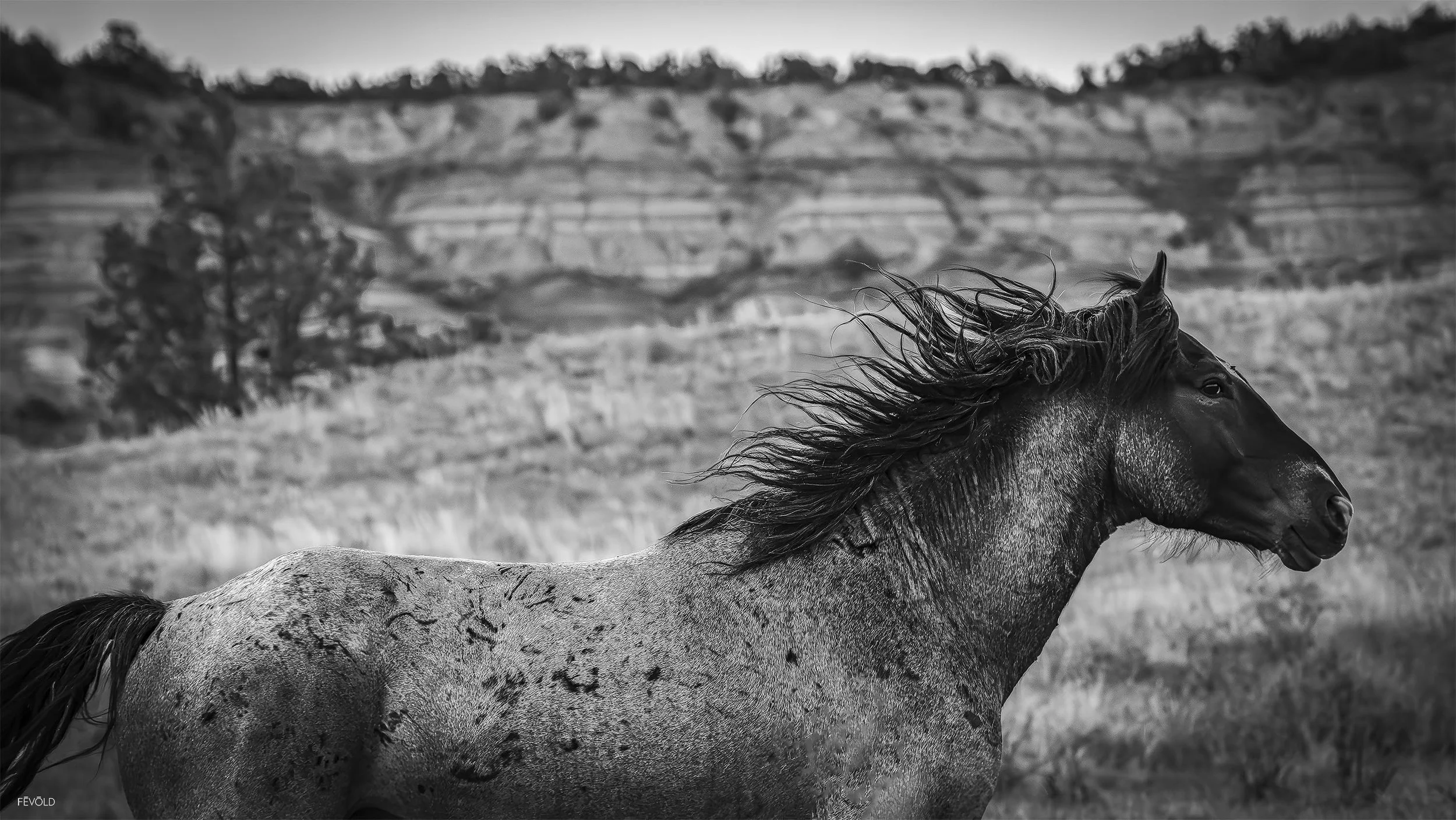 Running Wild (small).jpg
