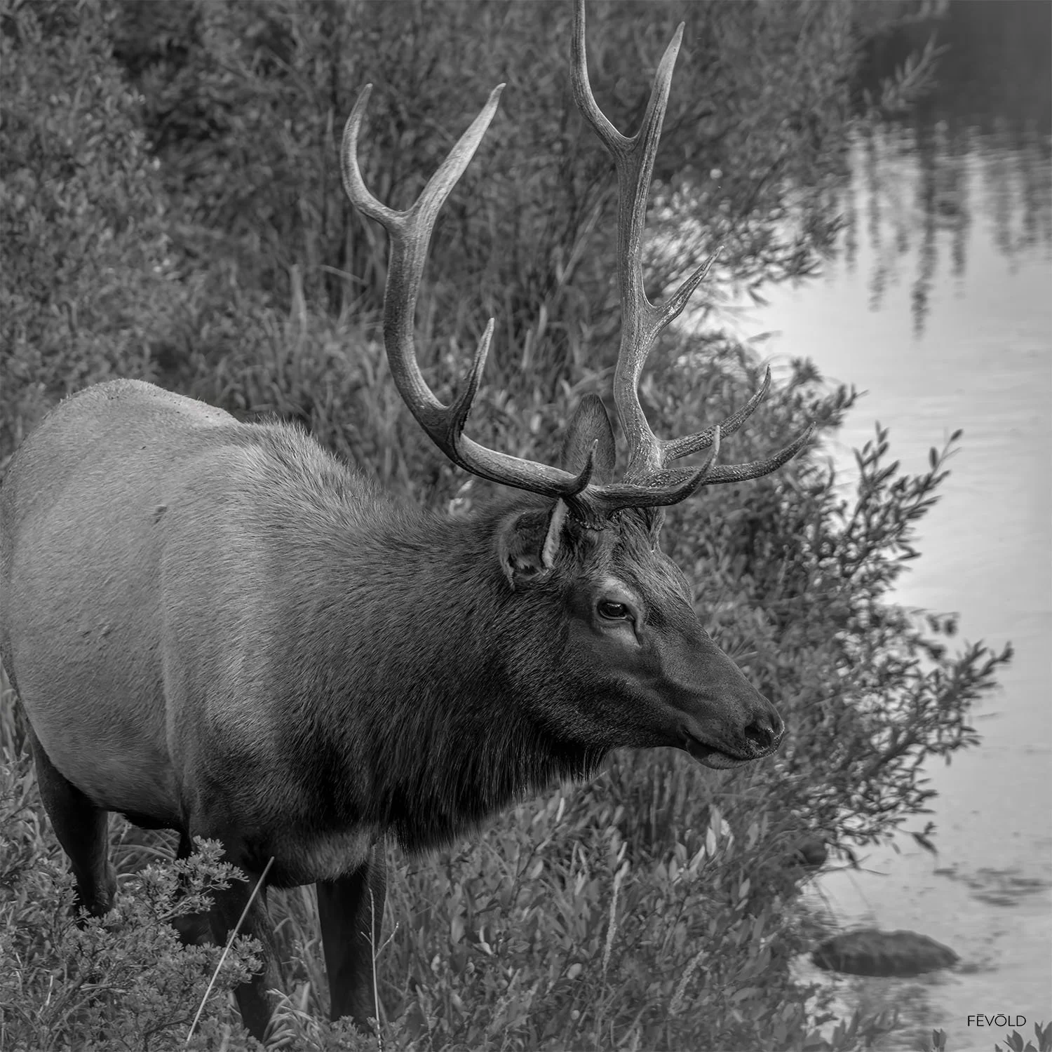 On The Banks Of Fall River In Estes Park (small).jpg