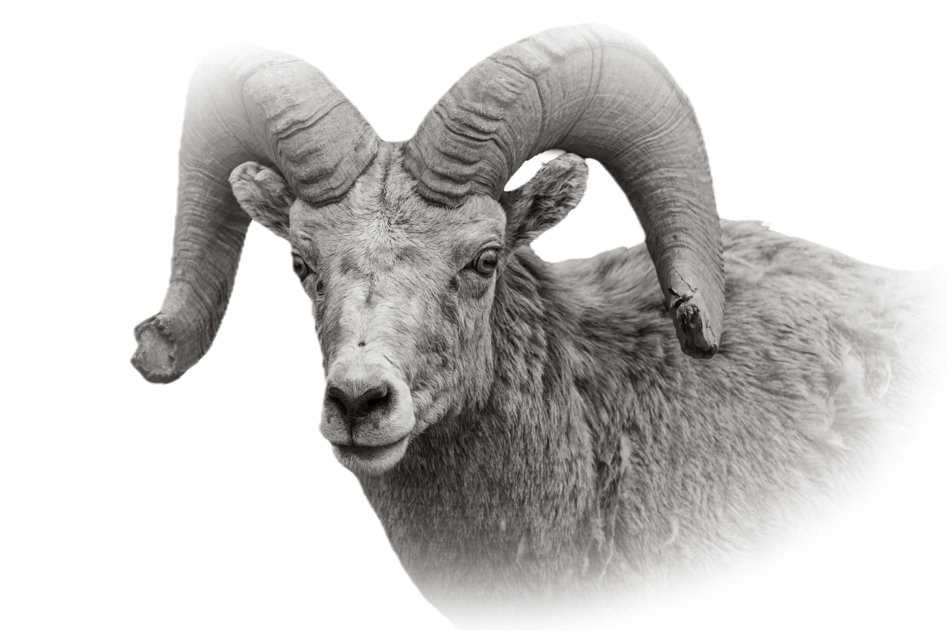 Black and white image of a mountain goat with large curved horns.