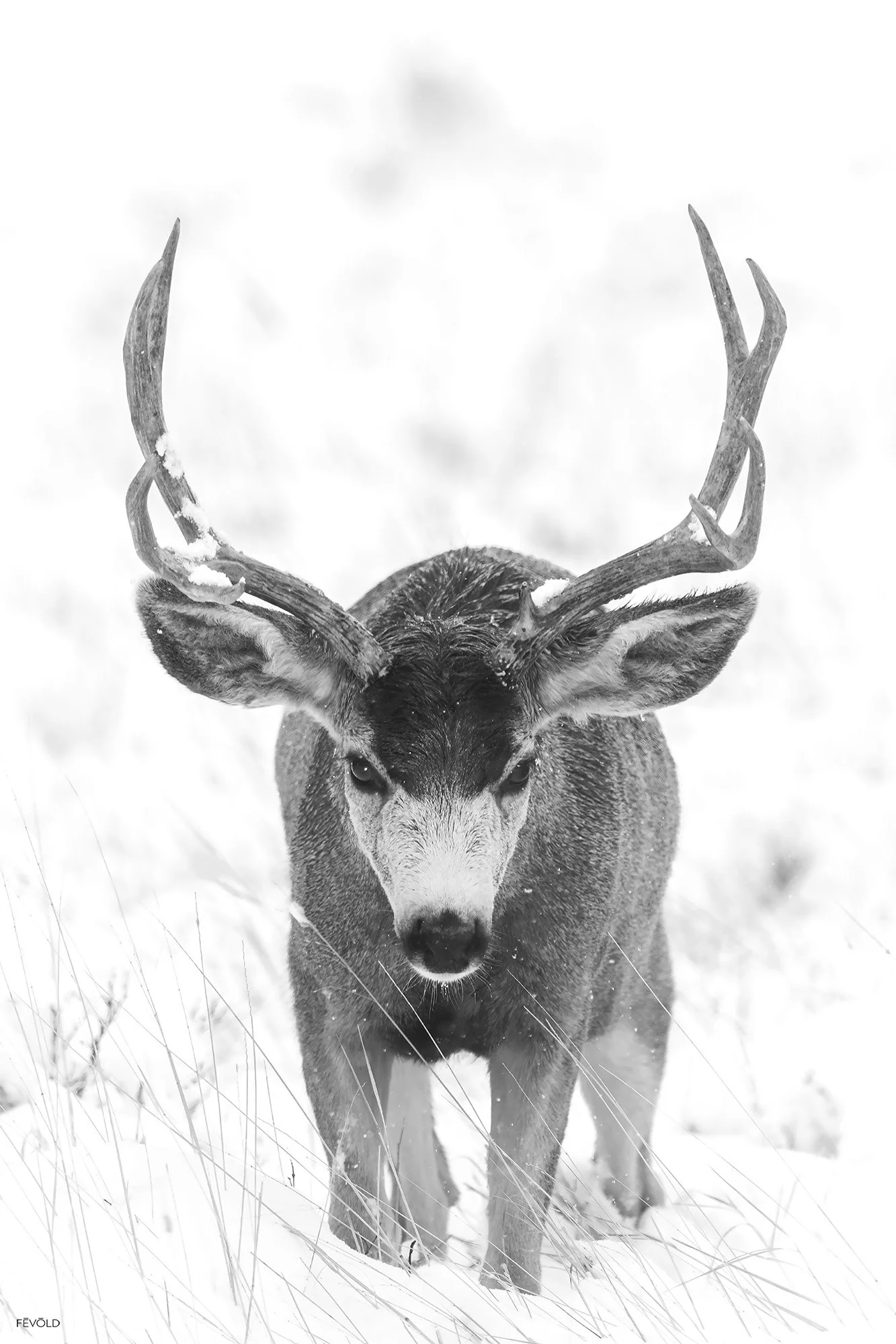 A Relentless Pursuit(small).jpg