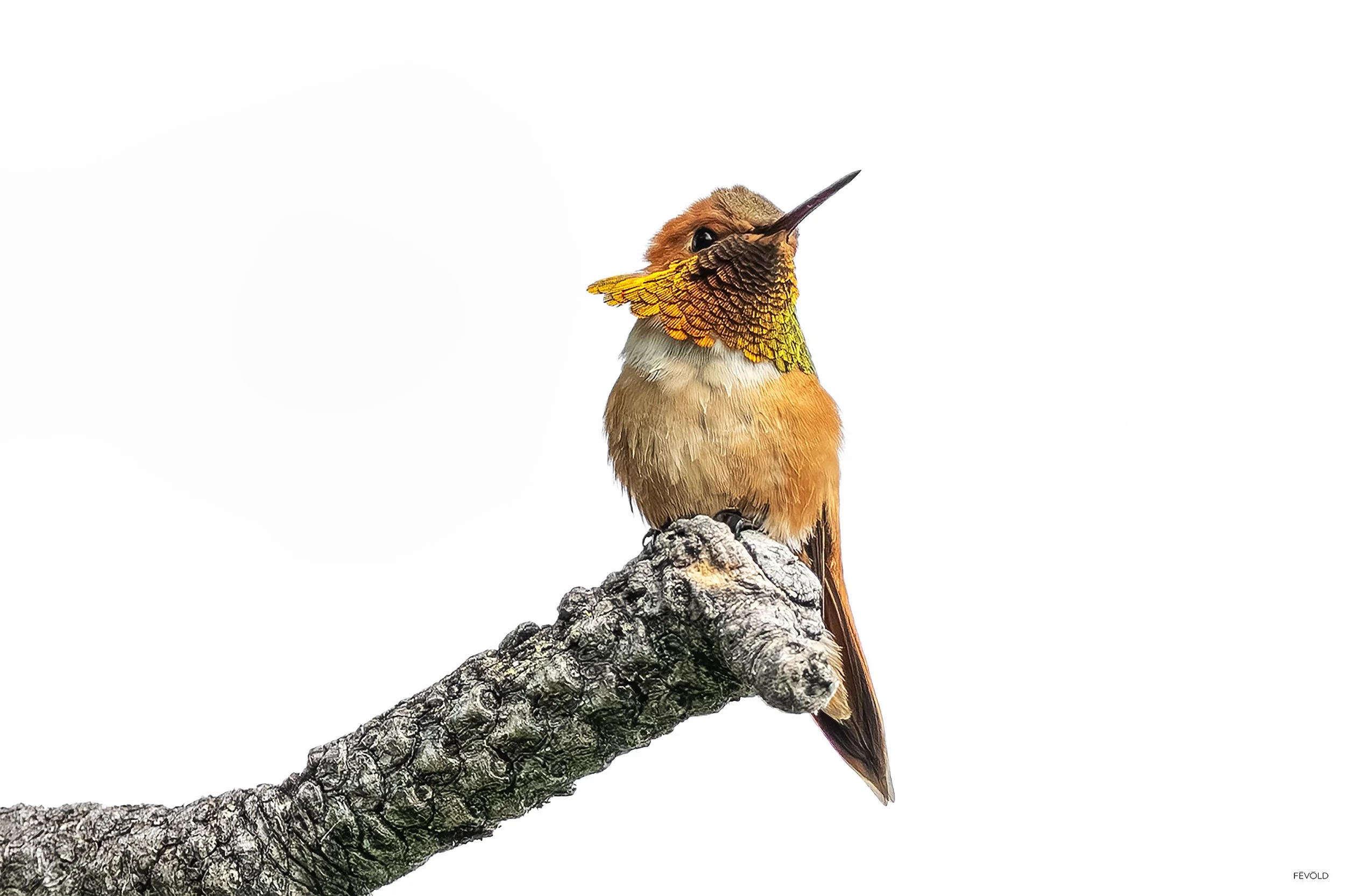 A Rufous HummingbirdShowcasing Its Colors copy (small).jpg