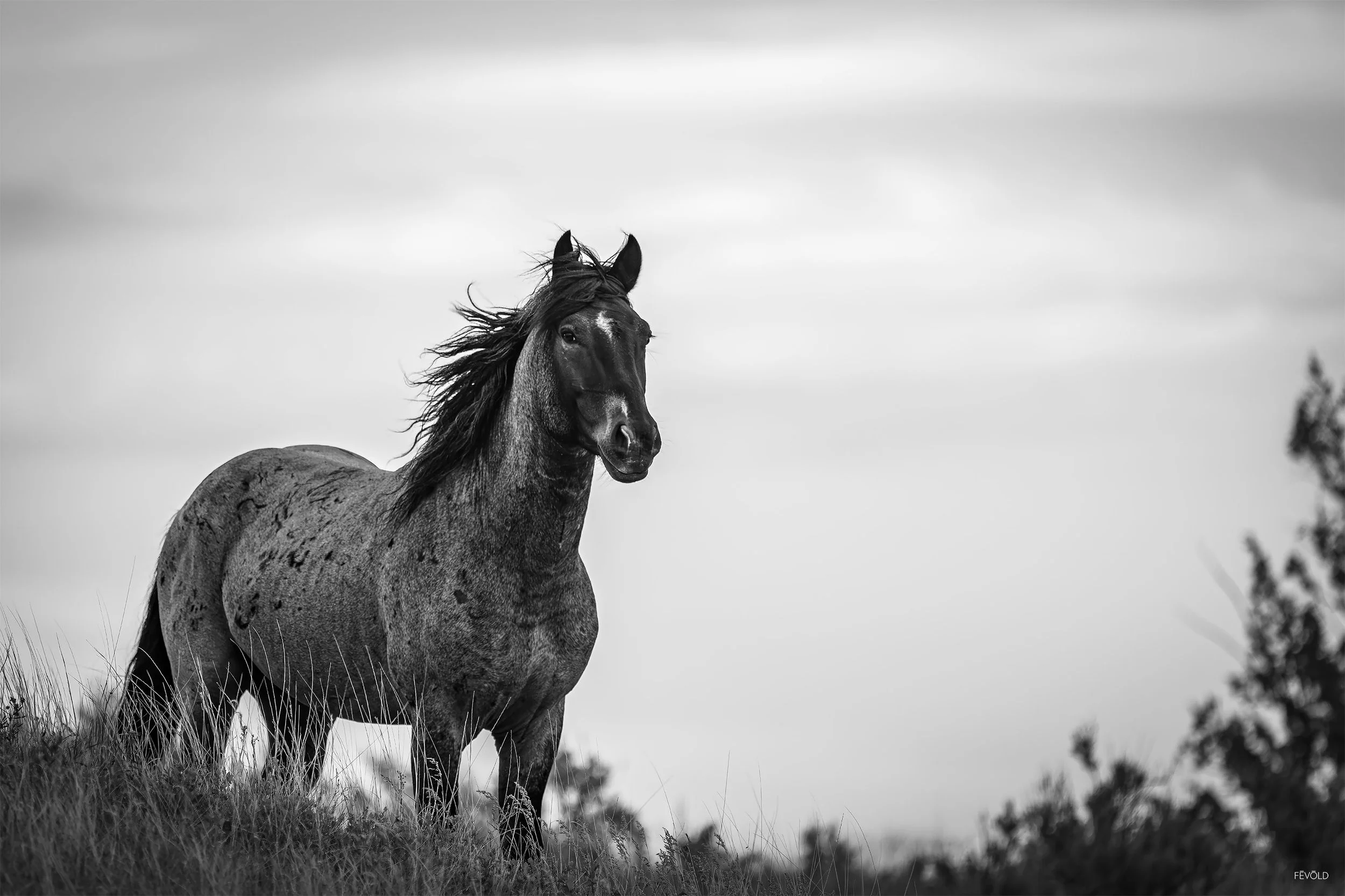 Wild and Free (small).jpg