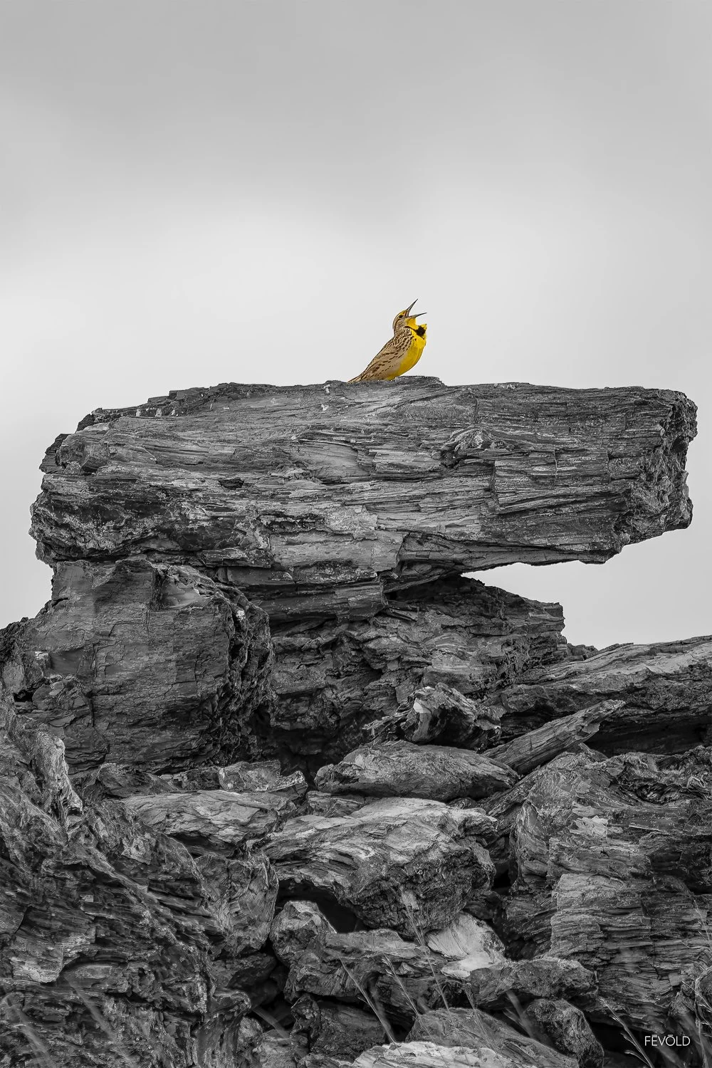 A Western Meadowlark Calls Out From The Depths Of The Buttes.jpg