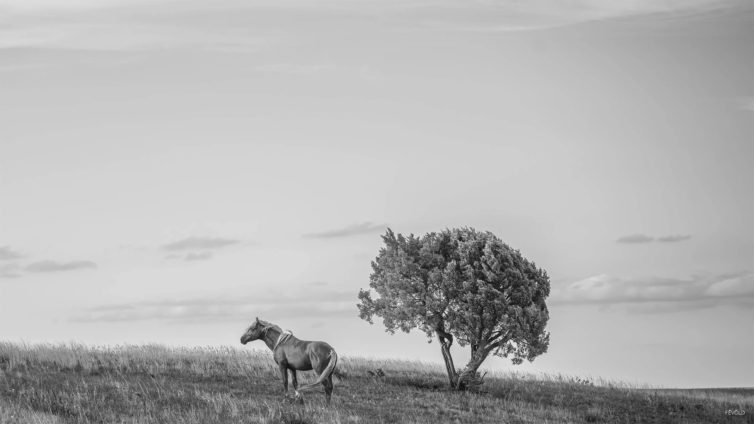 Where The Old West Roams (small).jpg