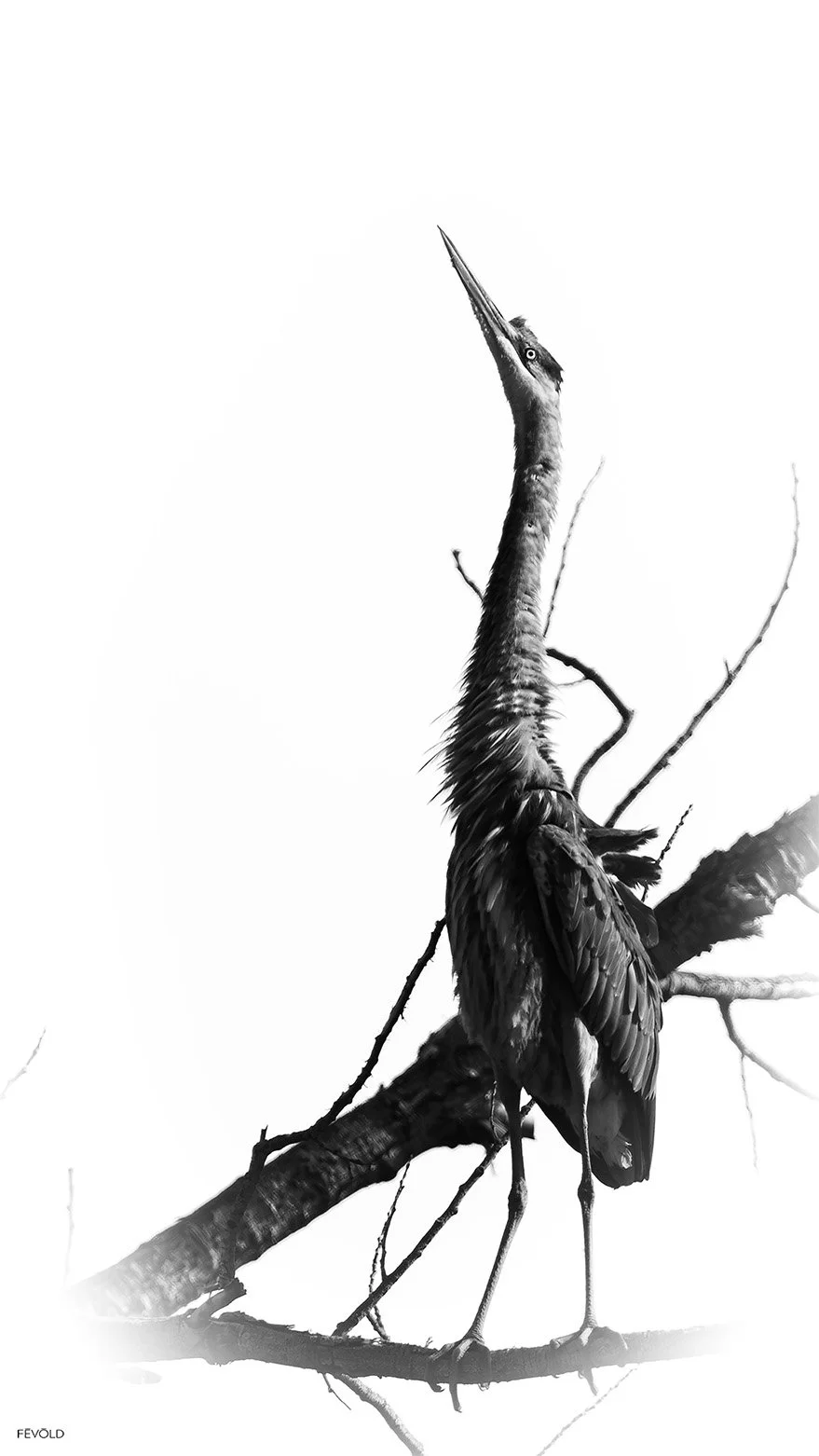 Unmistakable Gaze Of The Great Blue Heron (small).jpg