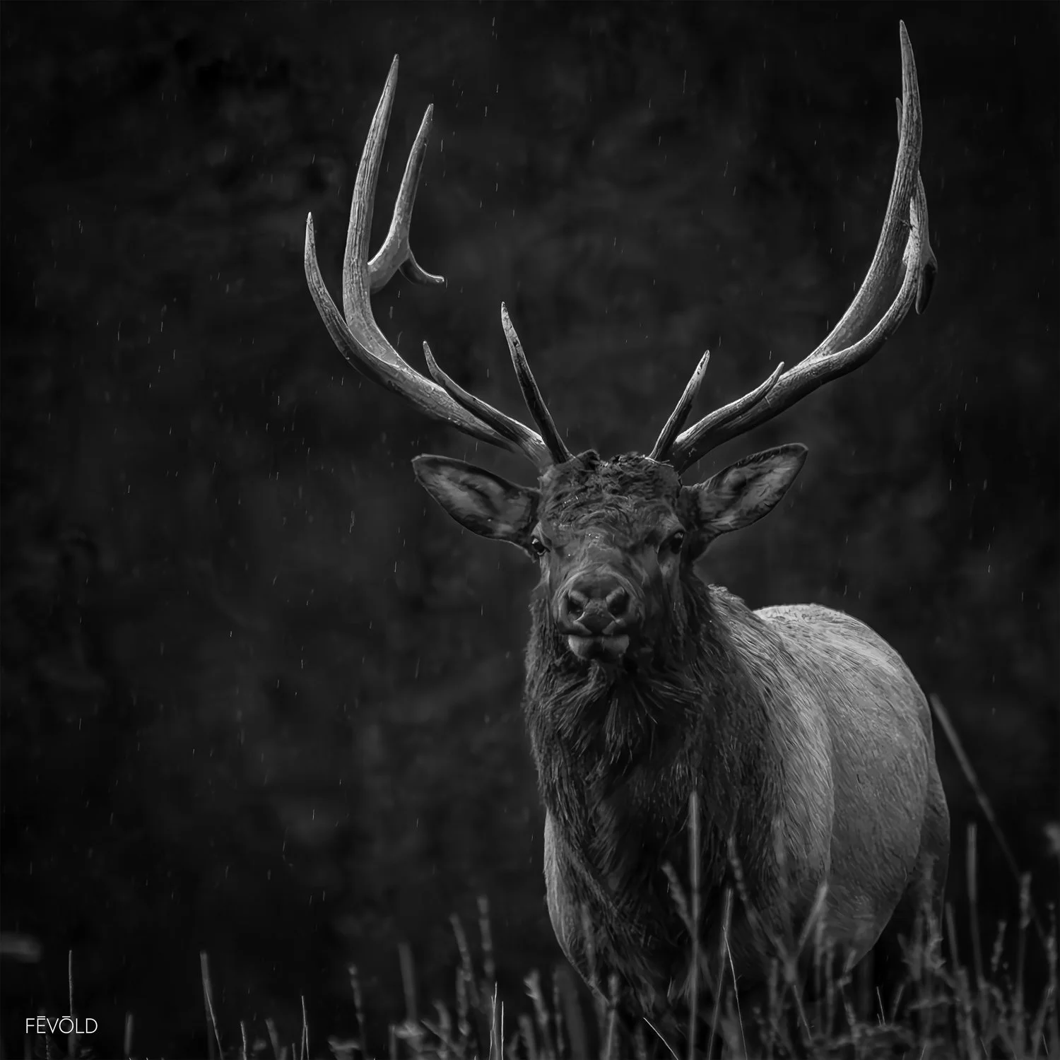 Straight Into My Lens.jpg