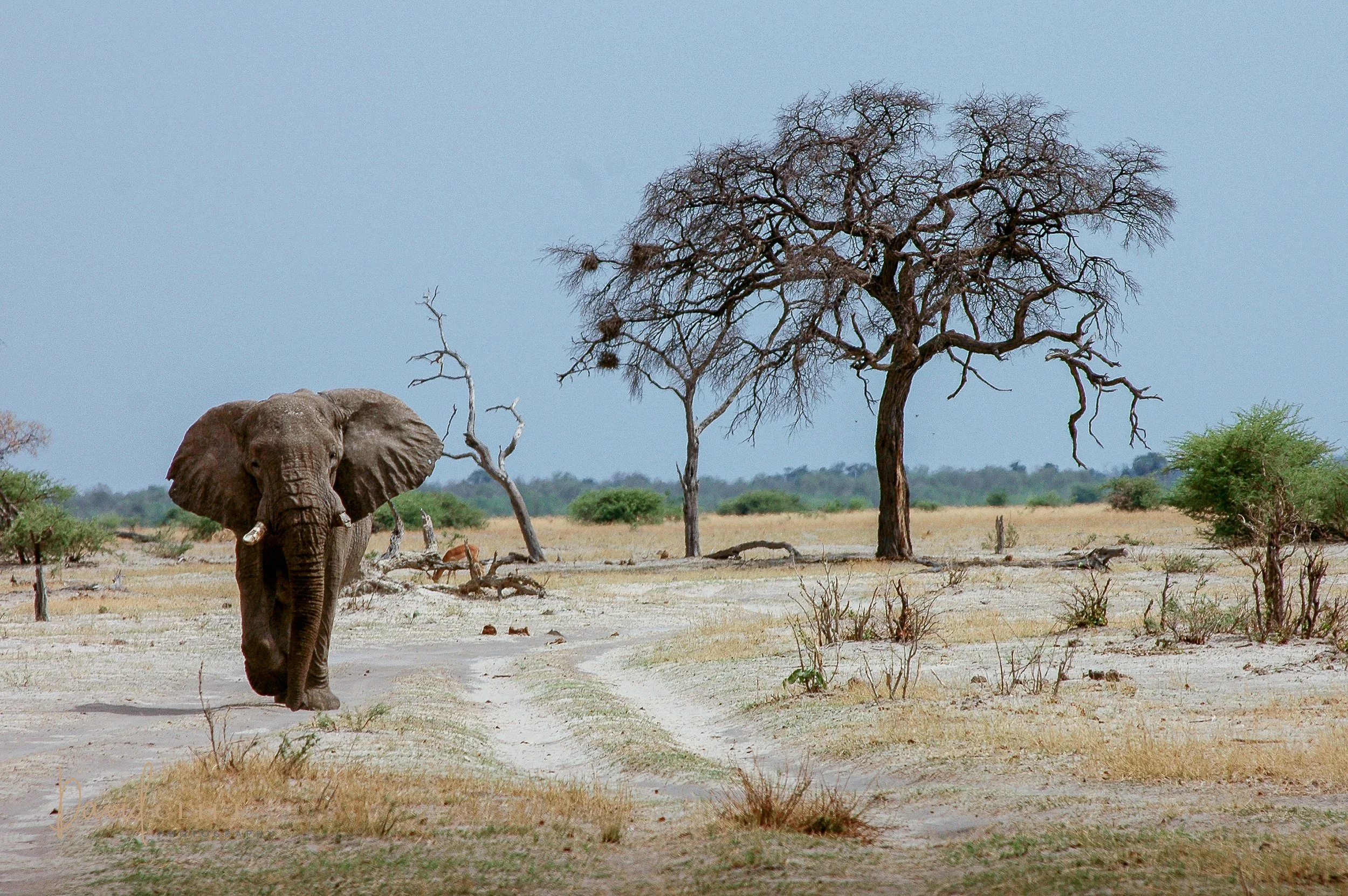 2005 SAVUTI ELEPHANT-2.jpg