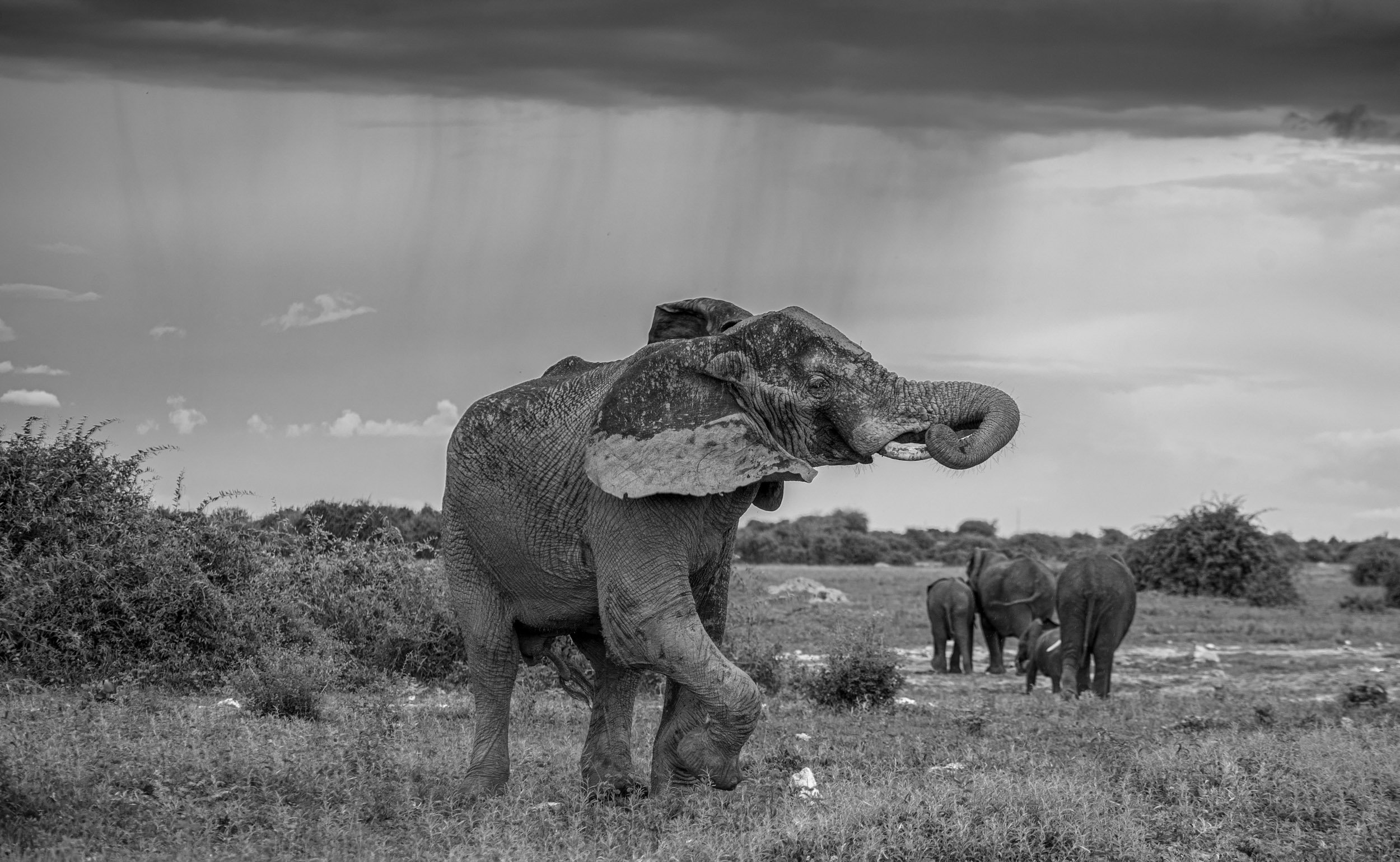 Elephant -6.jpg