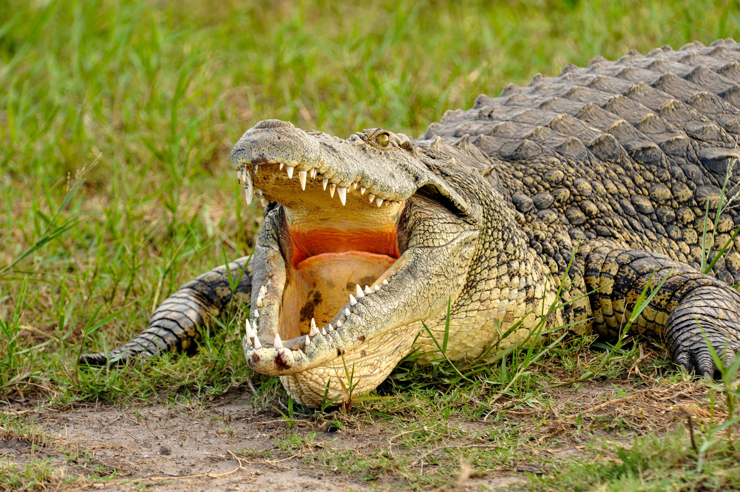 2010  CHOBE AI SET -1.jpg