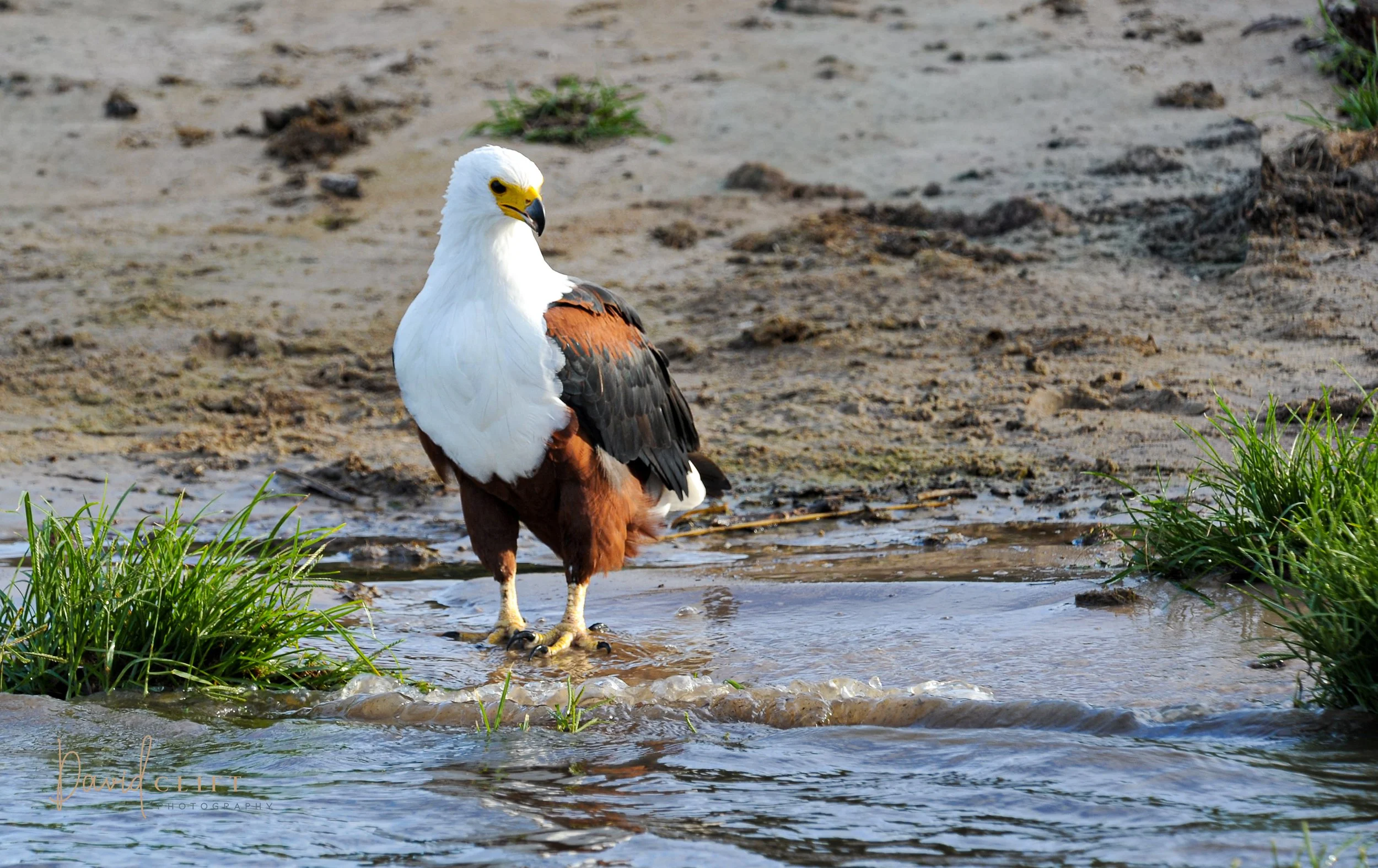 2010  CHOBE AI SET -9.jpg