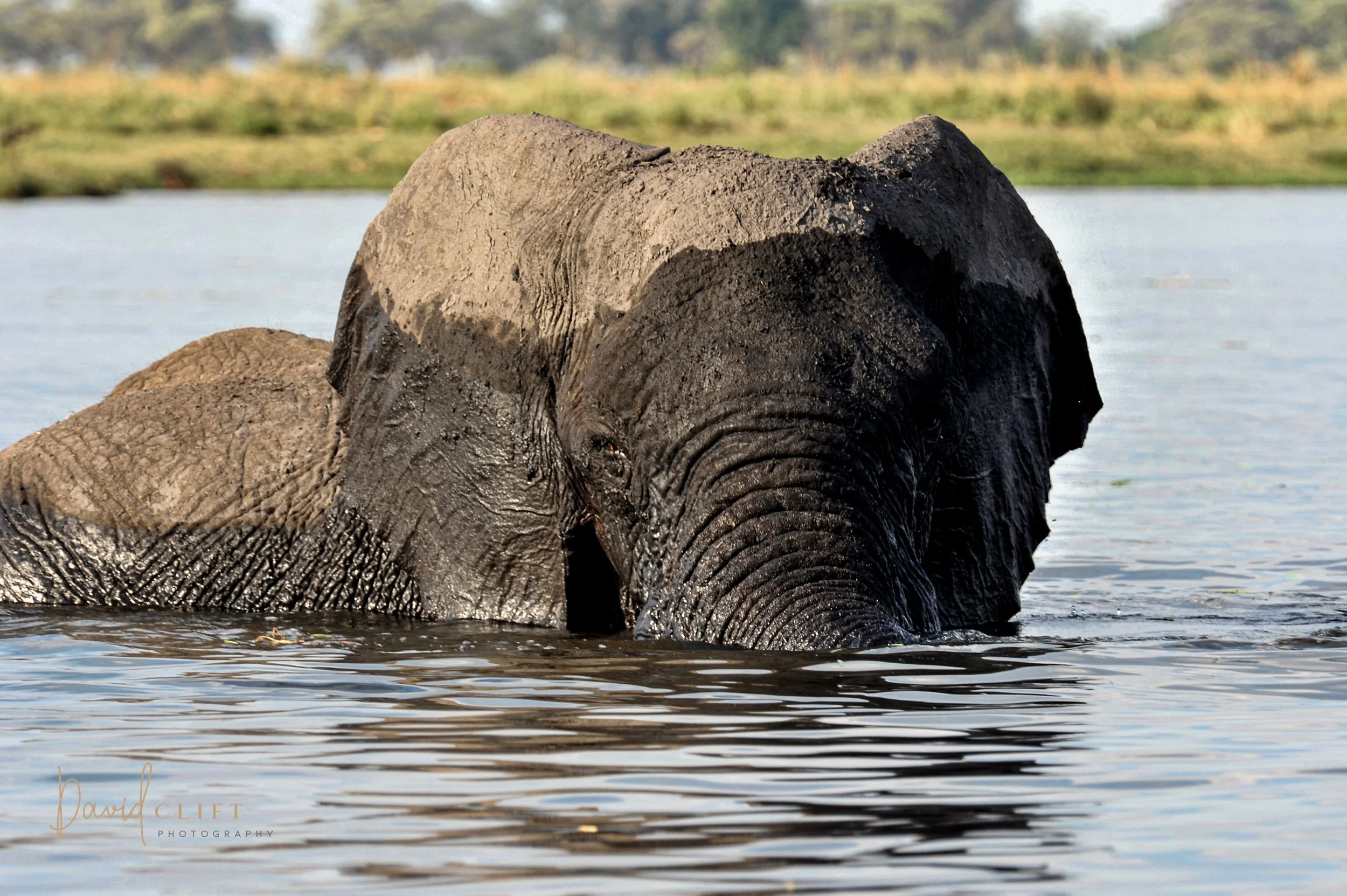 2010  CHOBE AI SET -26.jpg