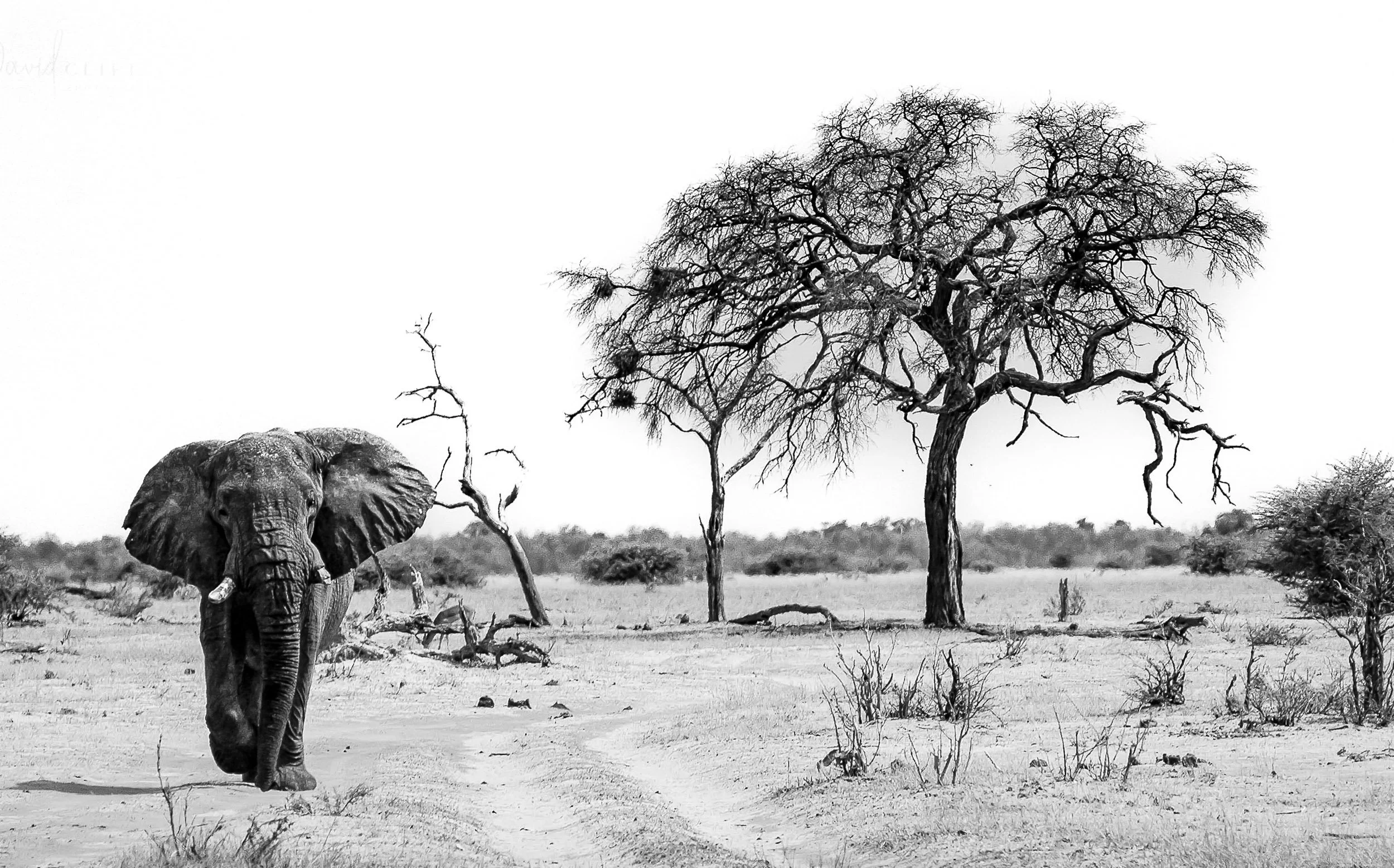 Section → Silent Gaze