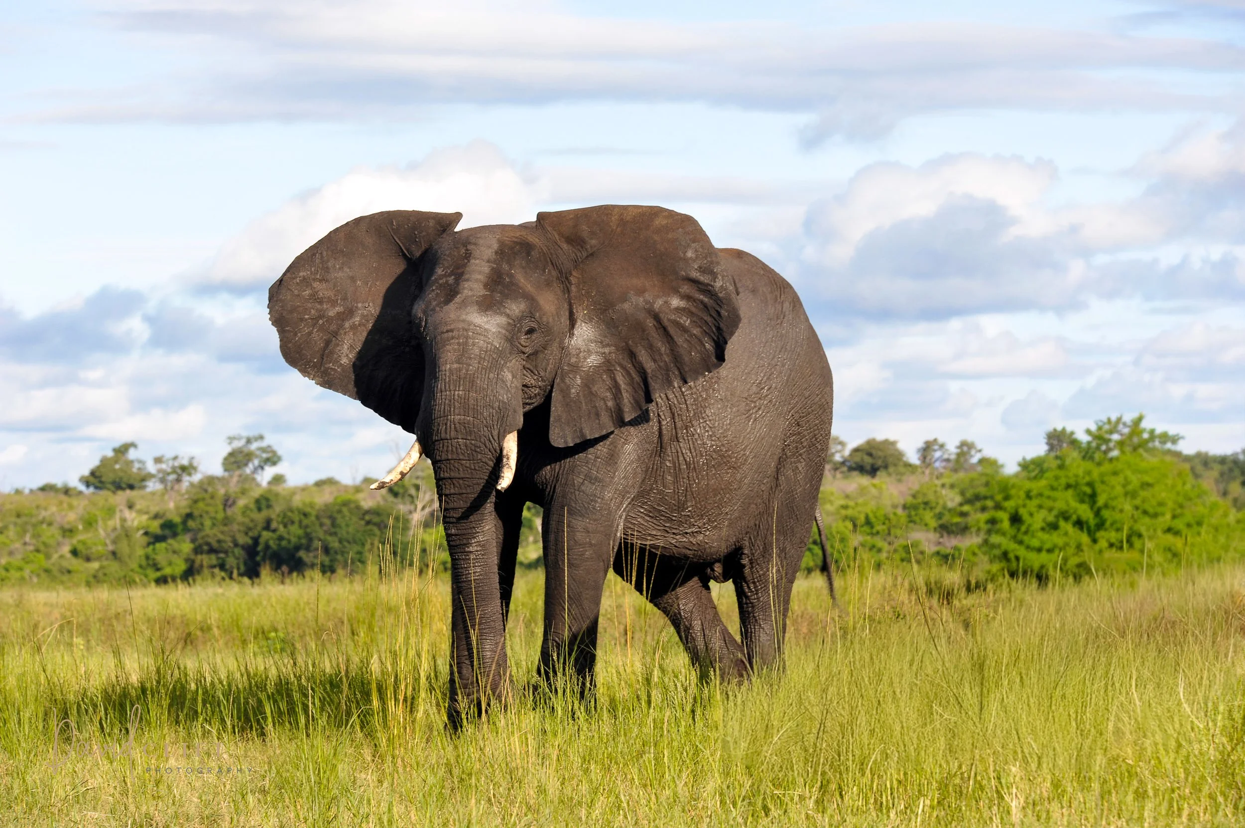 2010  CHOBE AI SET -3.jpg