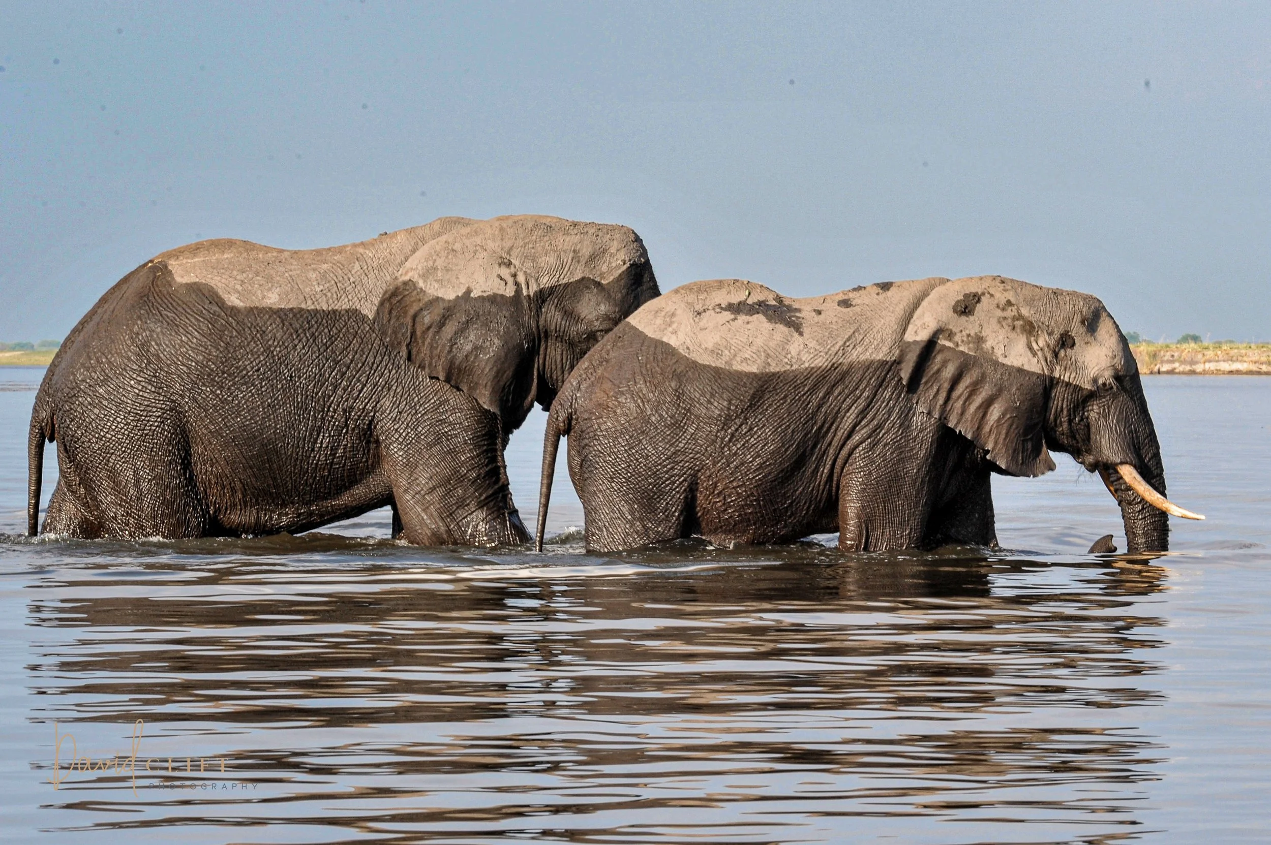 2010  CHOBE AI SET -25.jpg