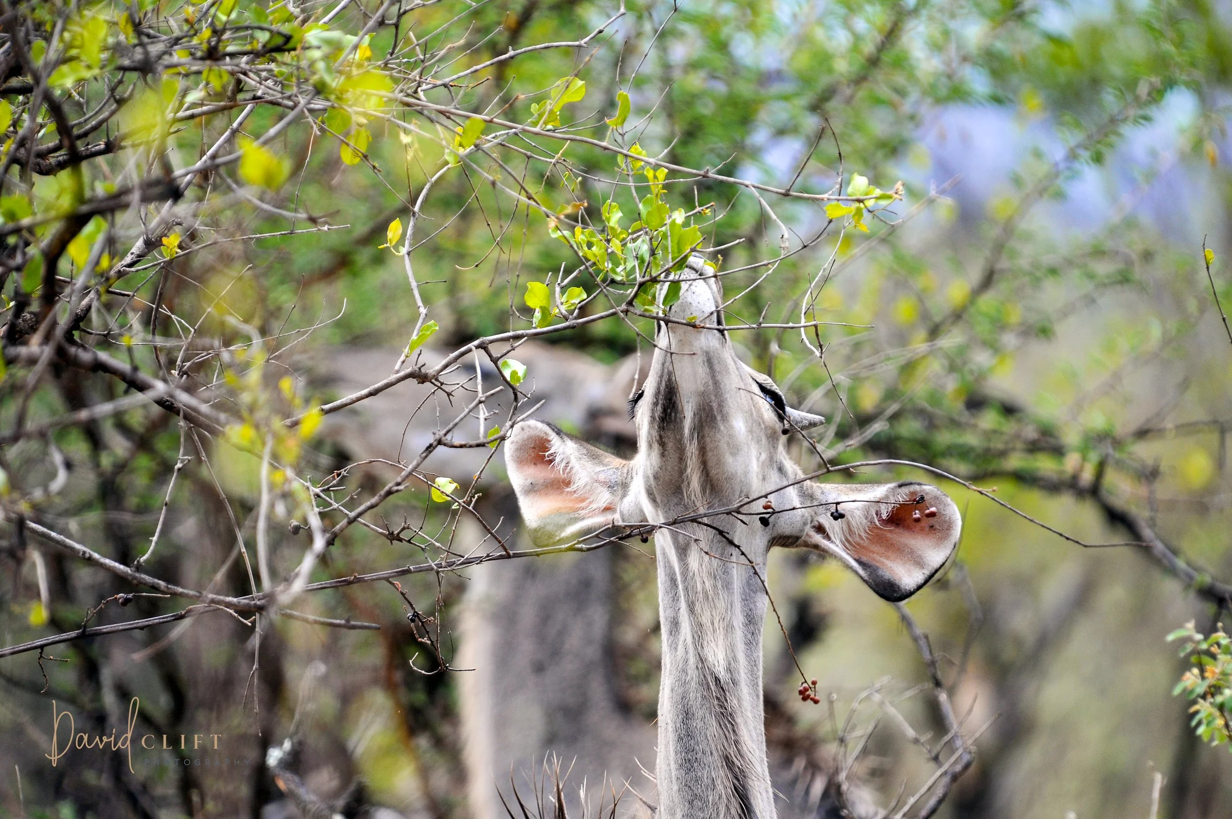 2010  CHOBE AI SET -23.jpg