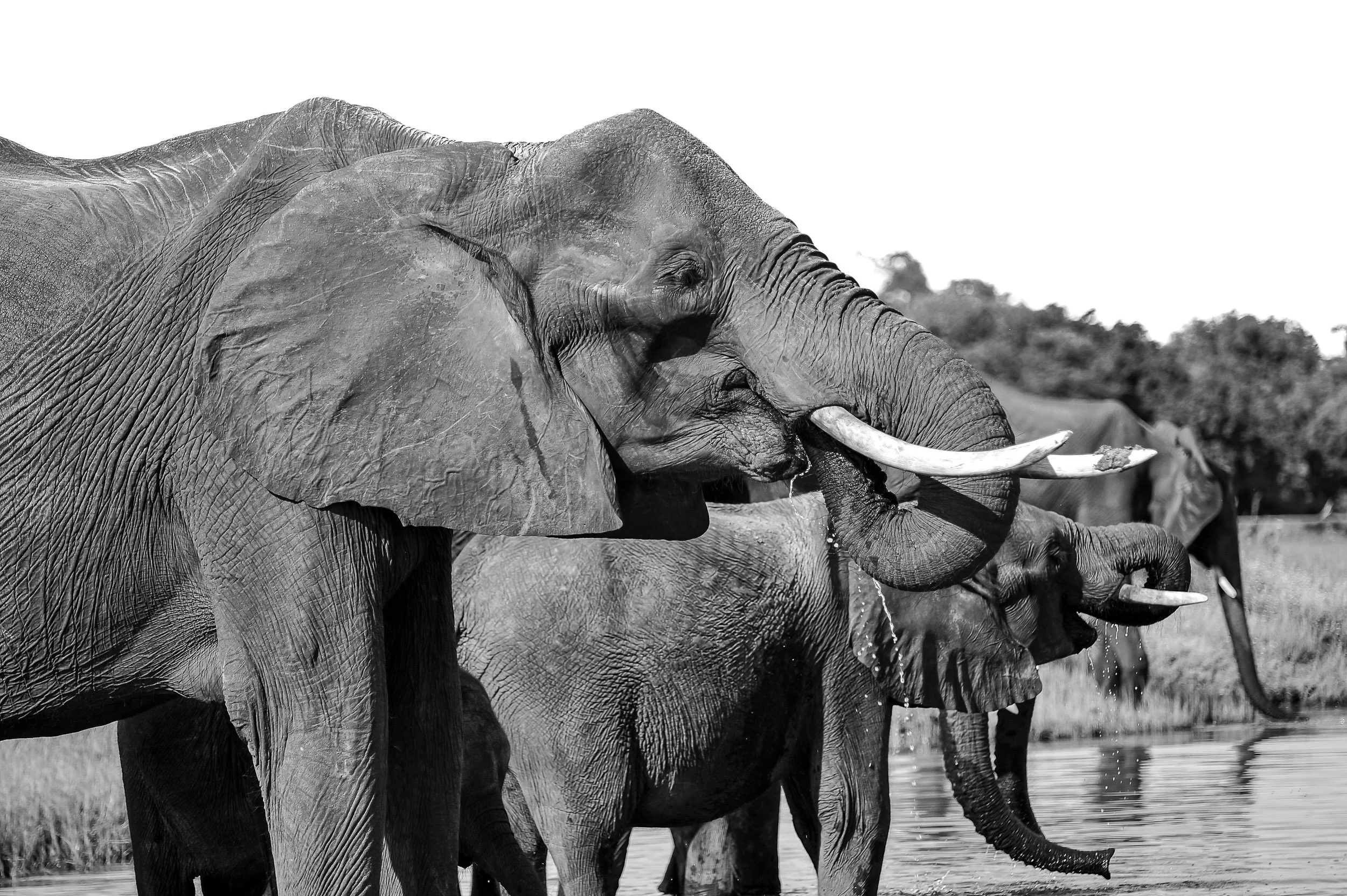 Elephant Group At Water Hole -1.jpg