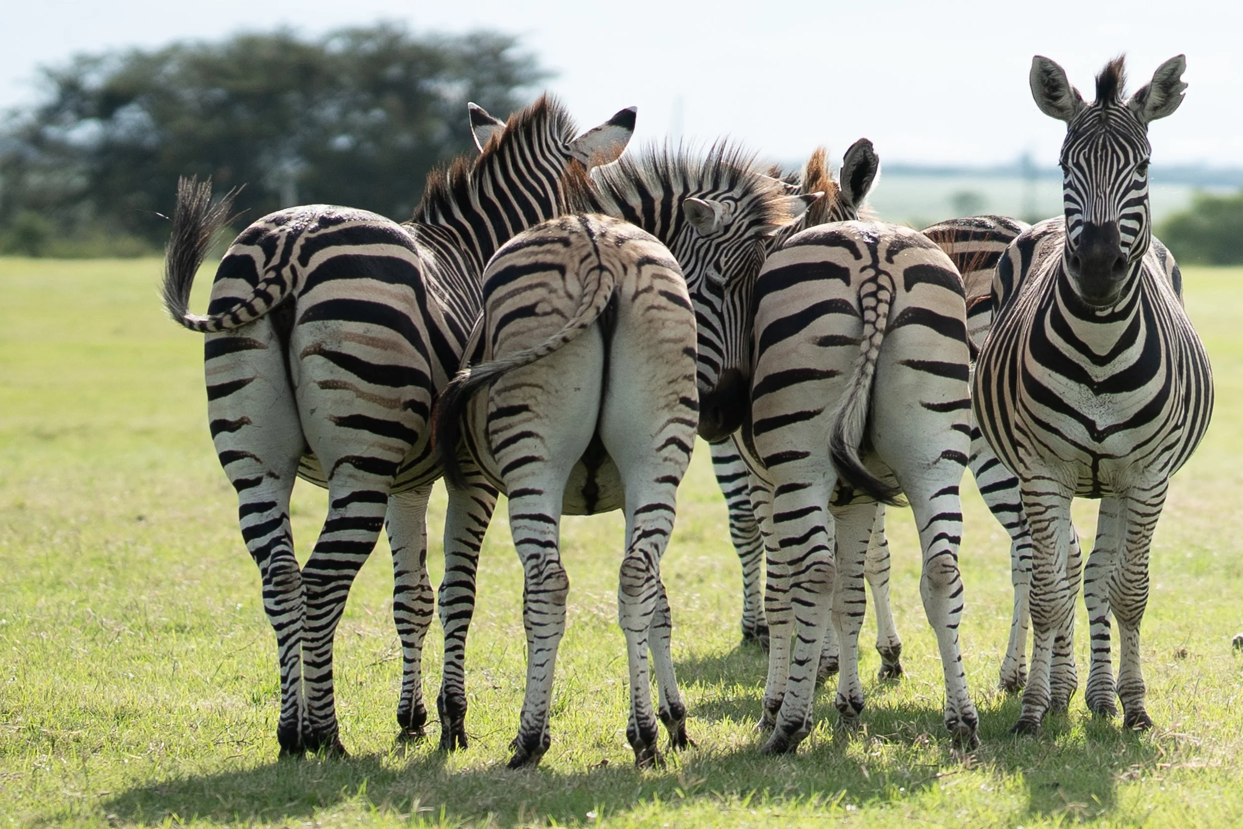 Antelope Park -21.jpg