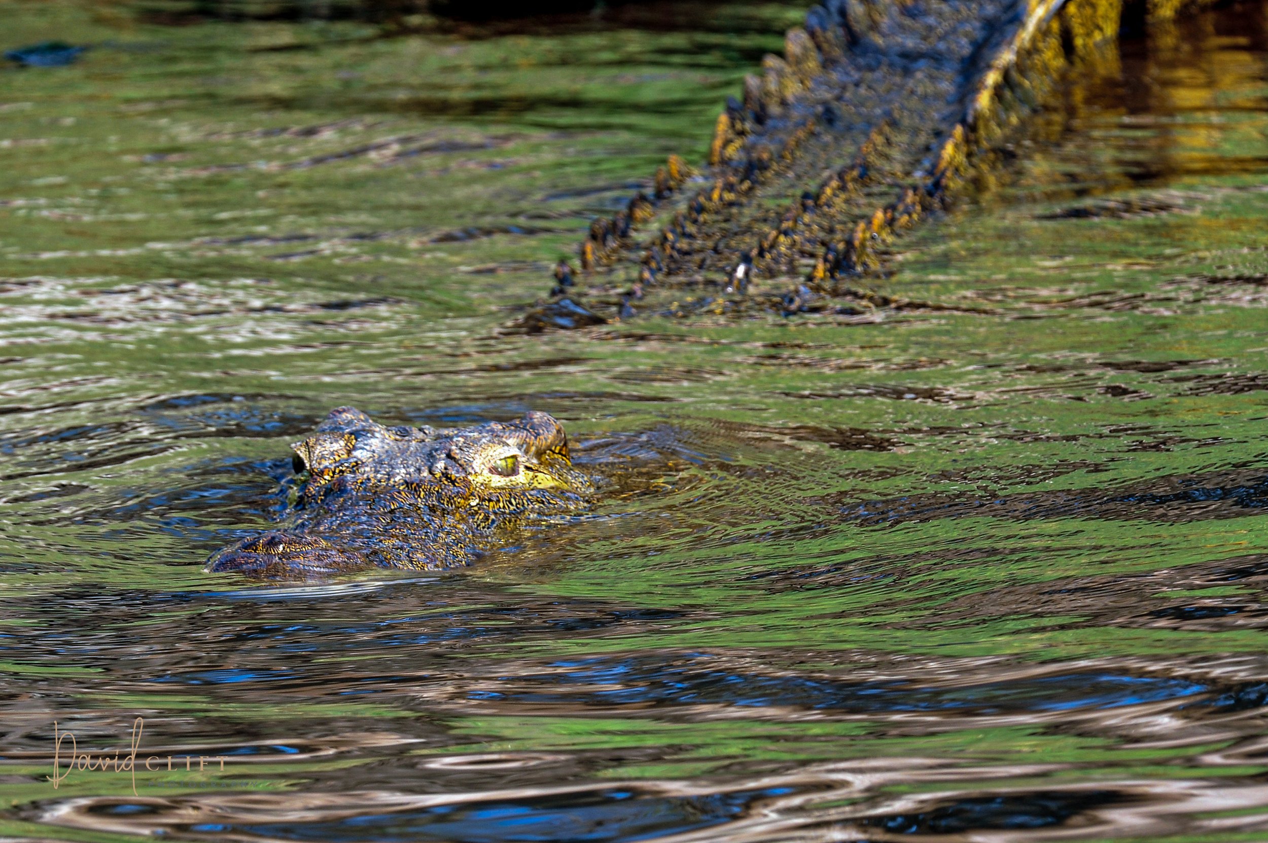 2010  CHOBE AI SET -34.jpg