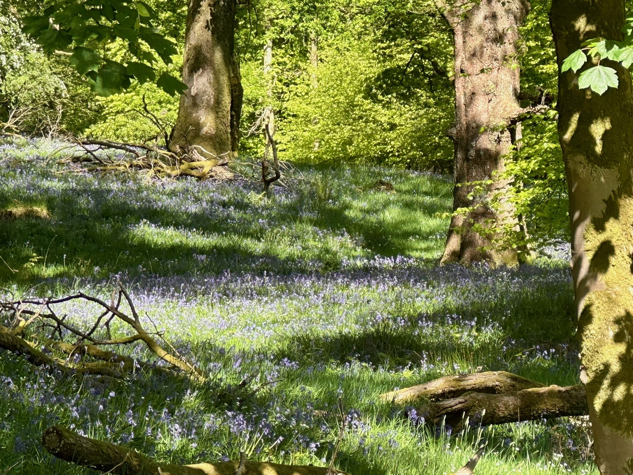 Woodland bluebells and mature trees within the peaceful grounds of Calgarth Park.