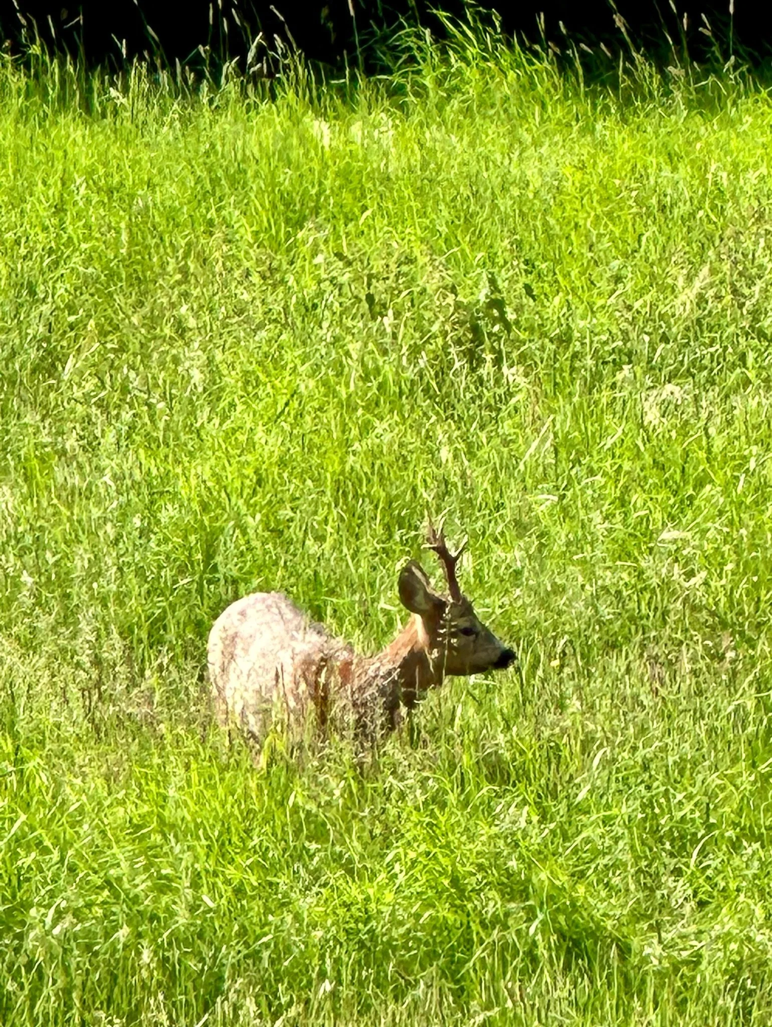 Roe deer grazing peacefully in the meadows surrounding Calgarth Park in the heart of the Lake District.