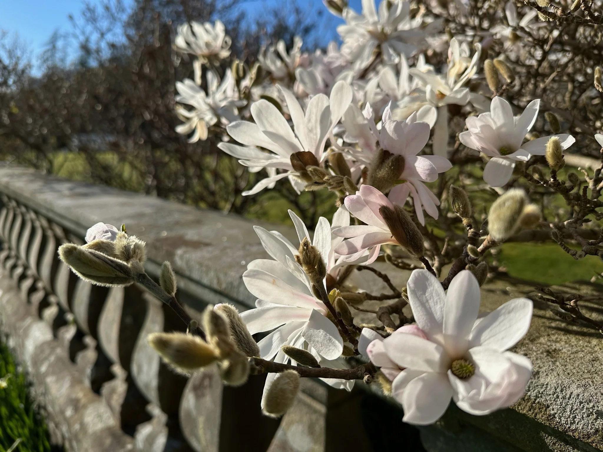 Spring blossom in the gardens at Calgarth Park.