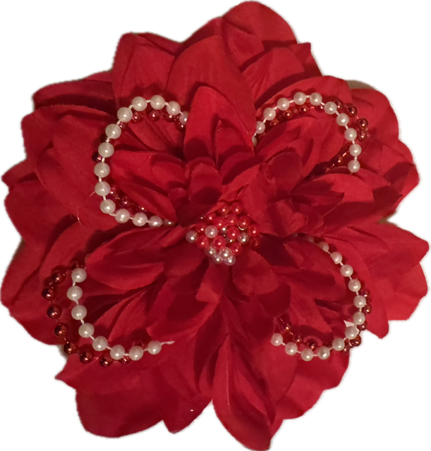 D Renee Star Photography