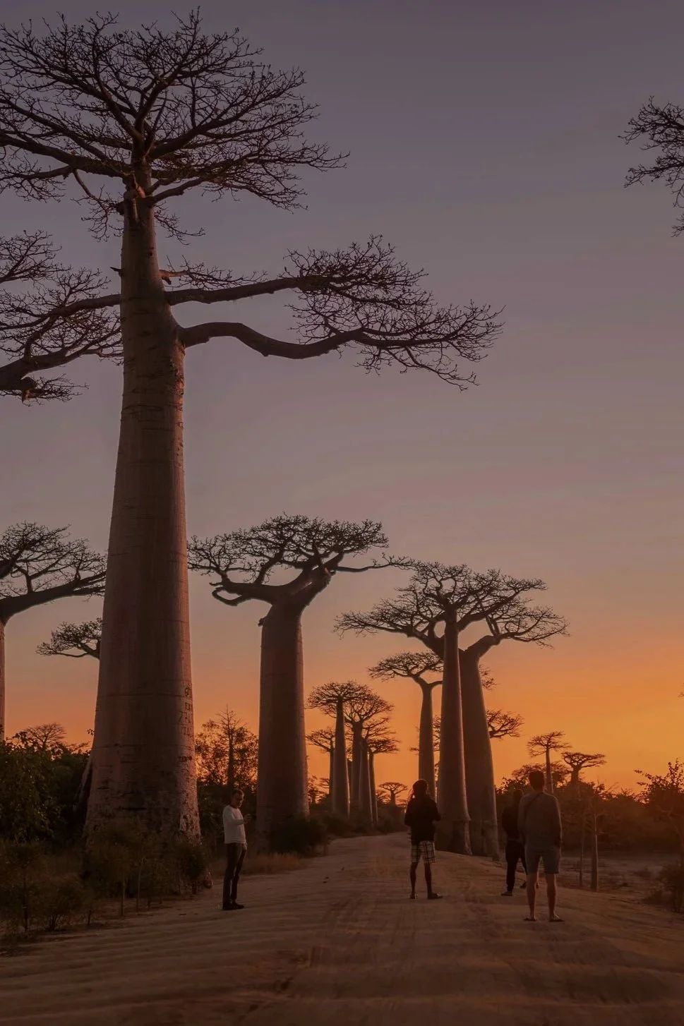 Paysage de Madagascar avec plusieurs baobabs géants au coucher du soleil, avec des personnes se promenant sur un chemin en terre.