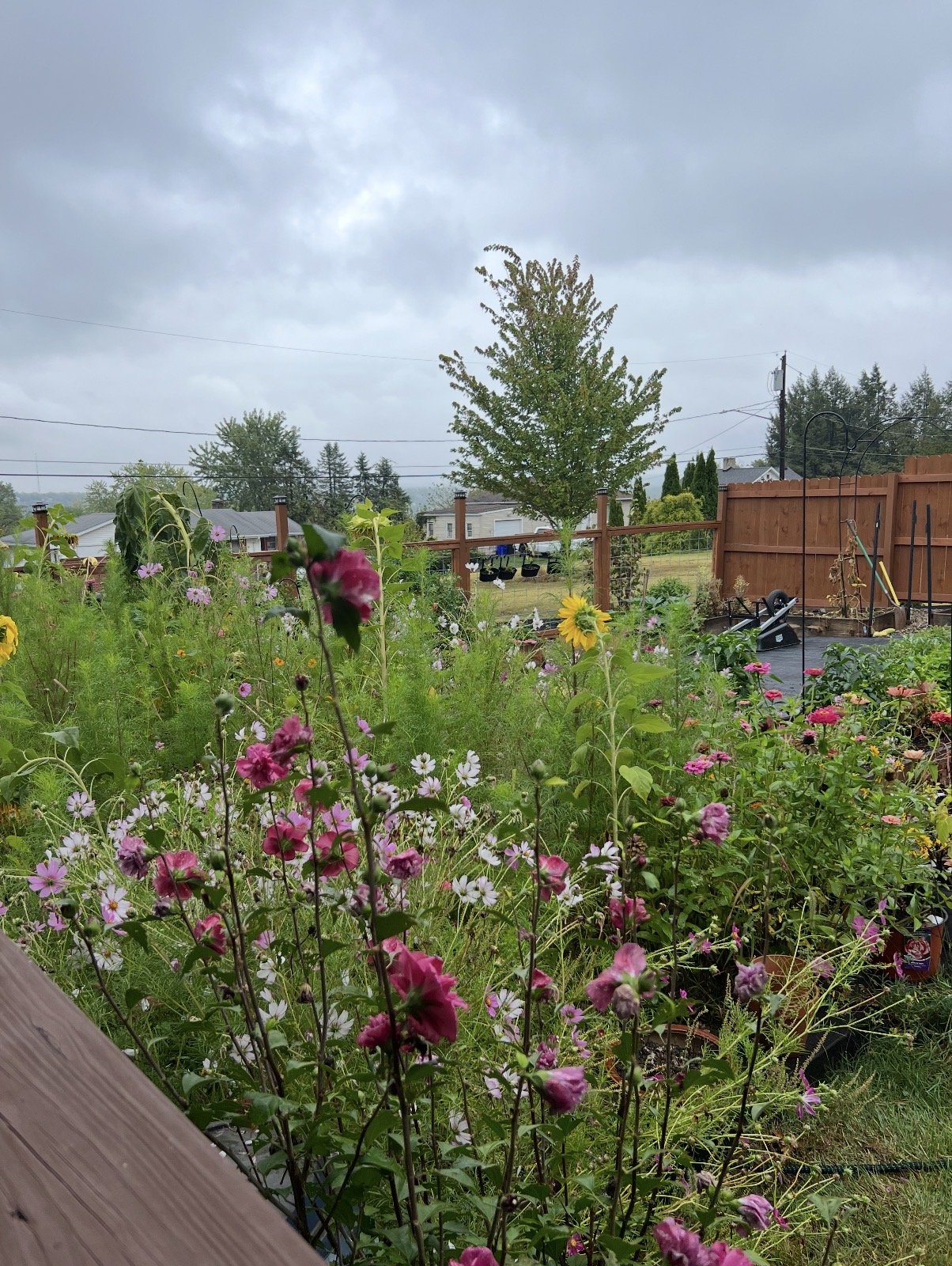 A lush garden with a variety of colorful flowers and greenery, enclosed by a wooden fence under a cloudy sky.
