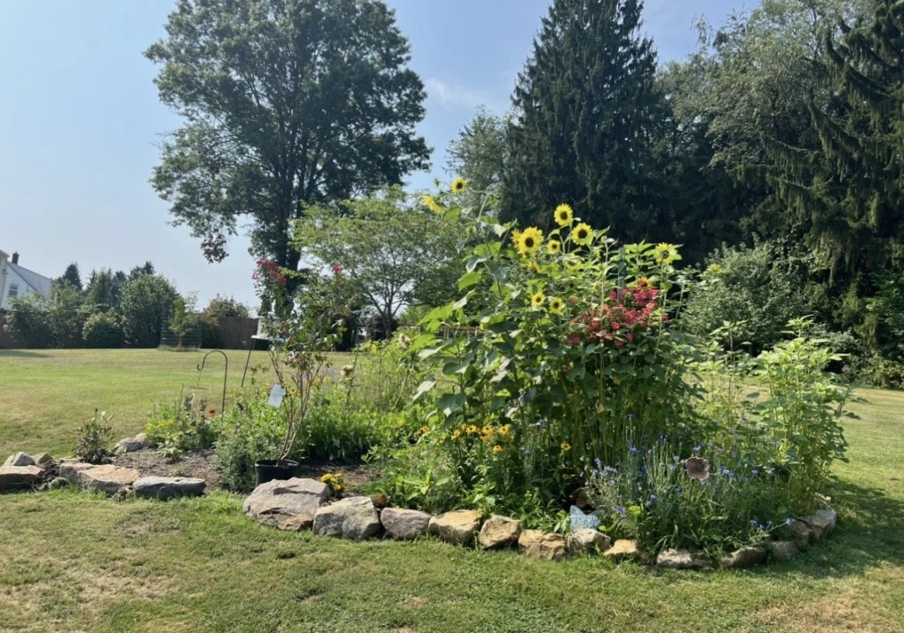 A lush garden bed surrounded by rocks with various blooming flowers and greenery, set against a background of large trees and an open lawn on a sunny day.
