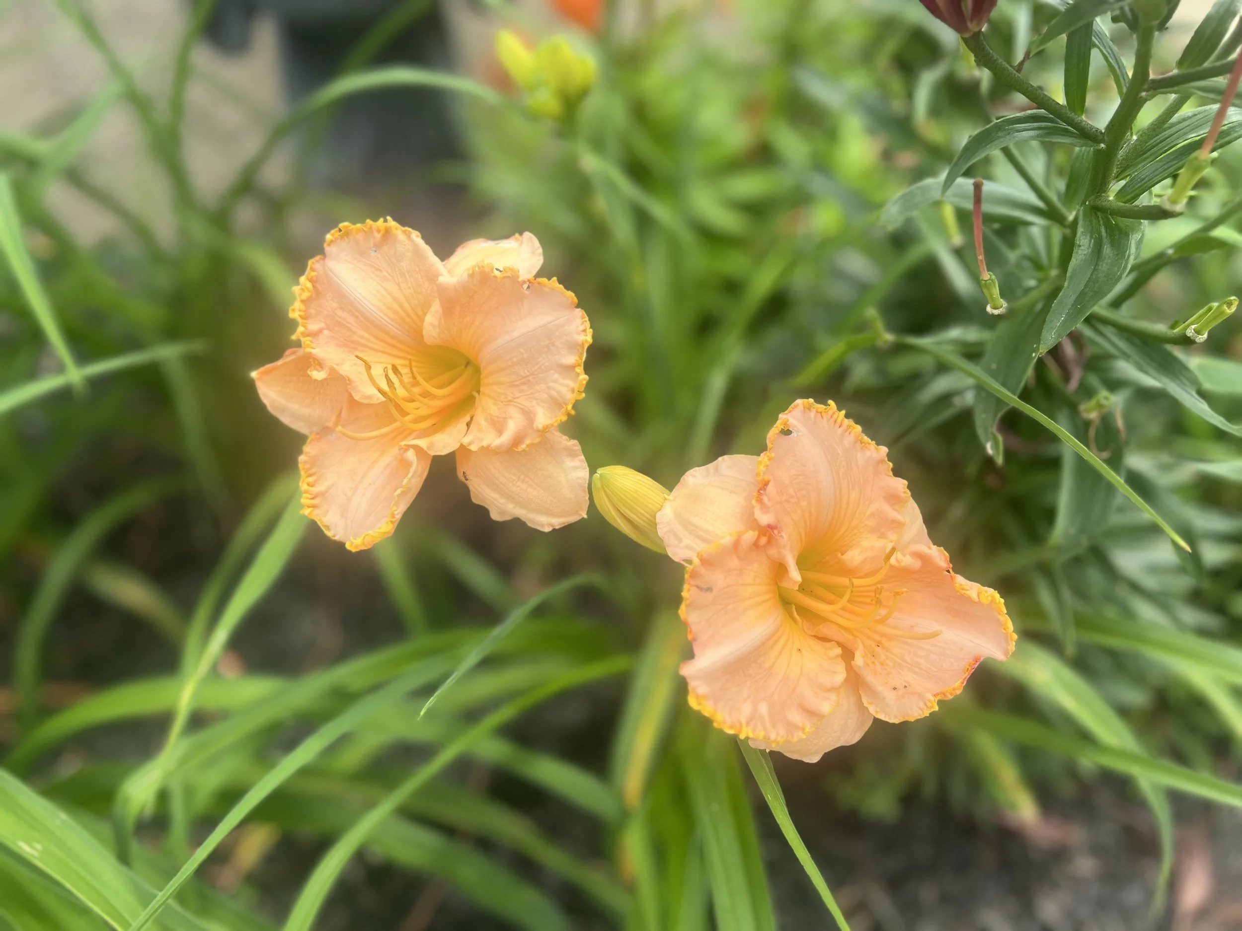 Two peach-colored daylilies in bloom with ruffled edges, surrounded by green foliage.
