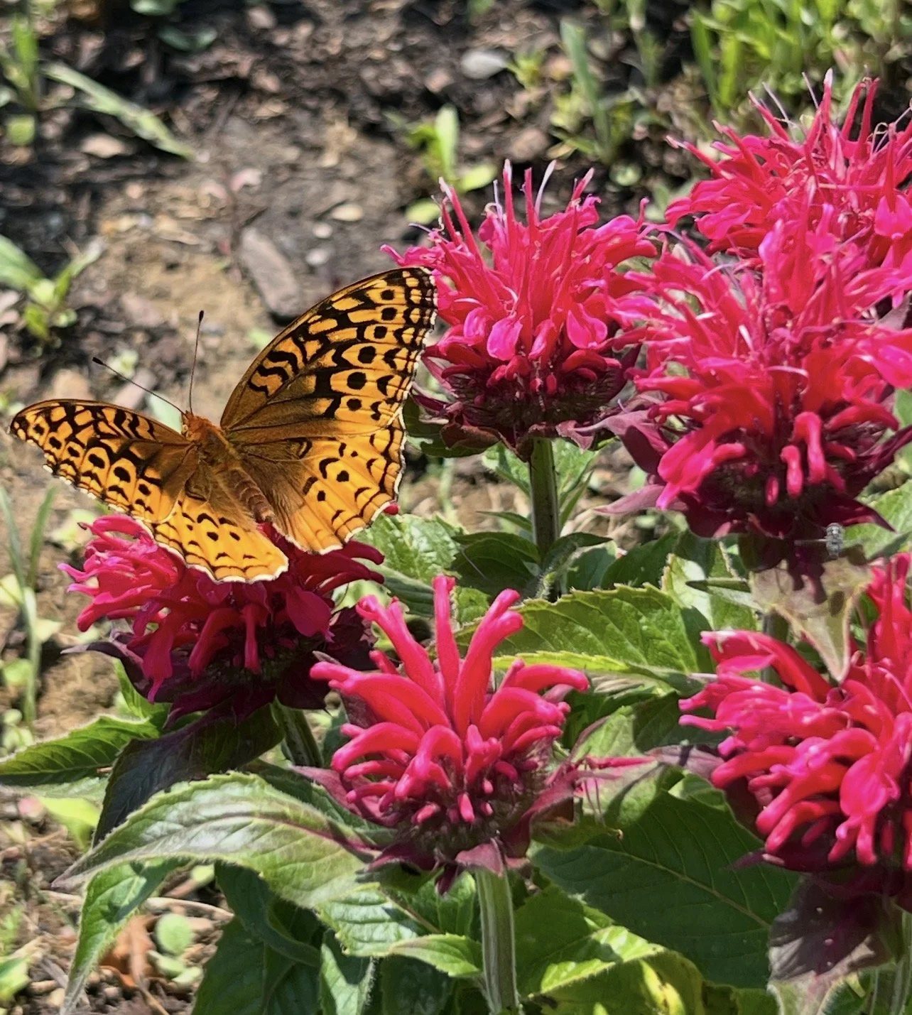A orange butterfly with black spots on pink flowers in a garden.