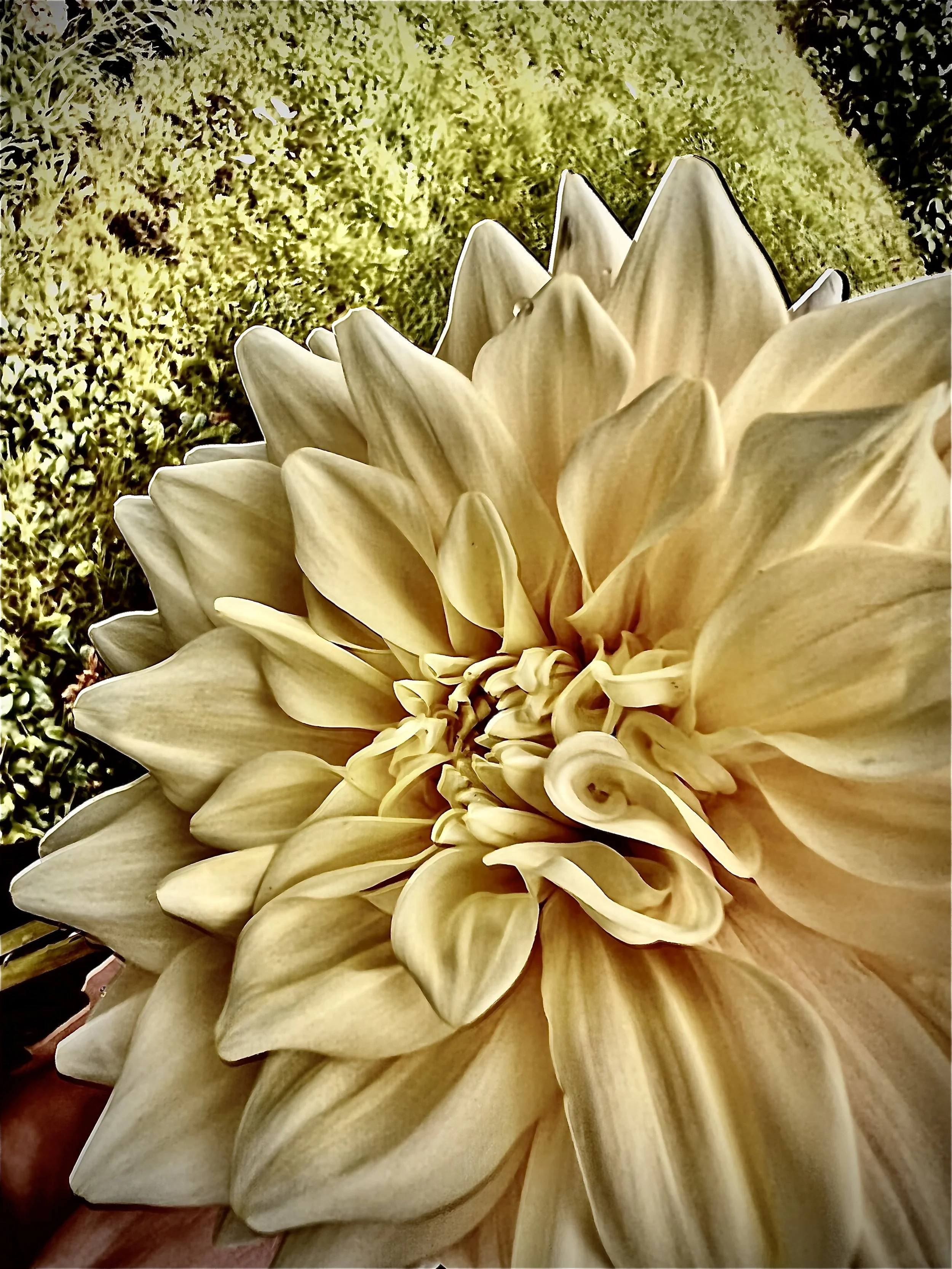 Close-up of a large, cream-colored dahlia flower with numerous petals, against a blurred green outdoor background.