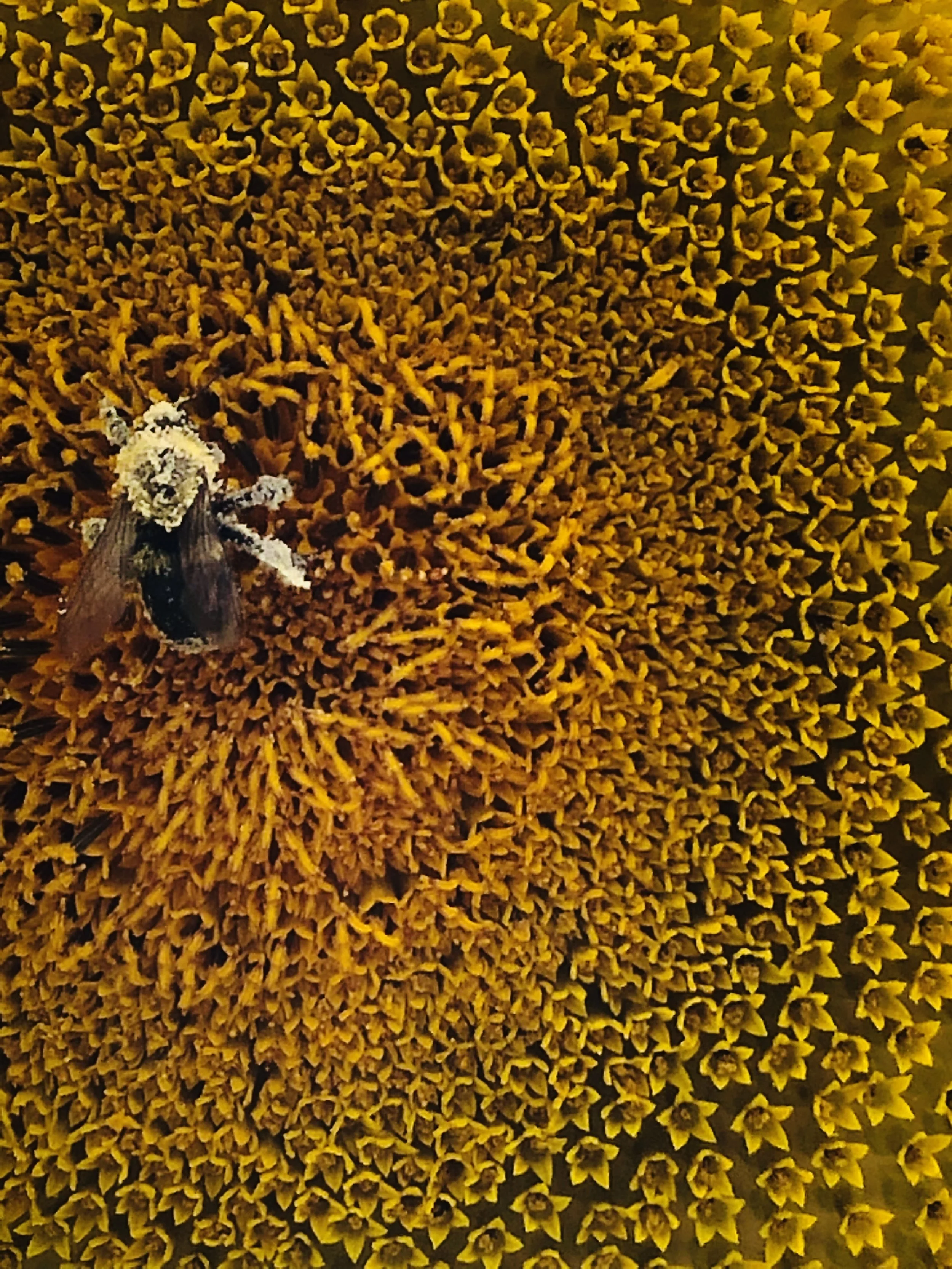 Close-up of a bee covered in pollen on a large sunflower head.