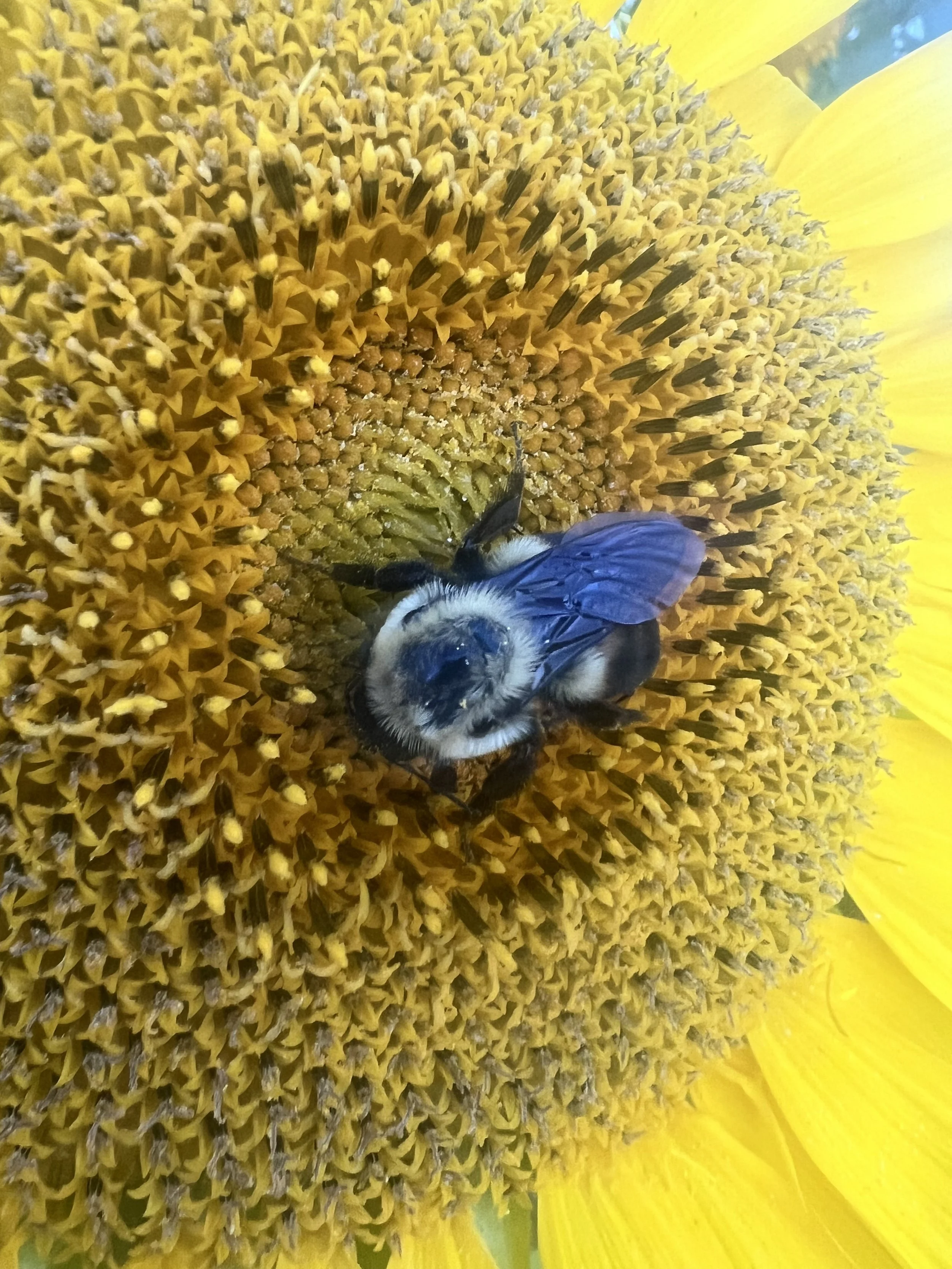 Close-up of a large yellow sunflower with a bumblebee collecting nectar on the center.