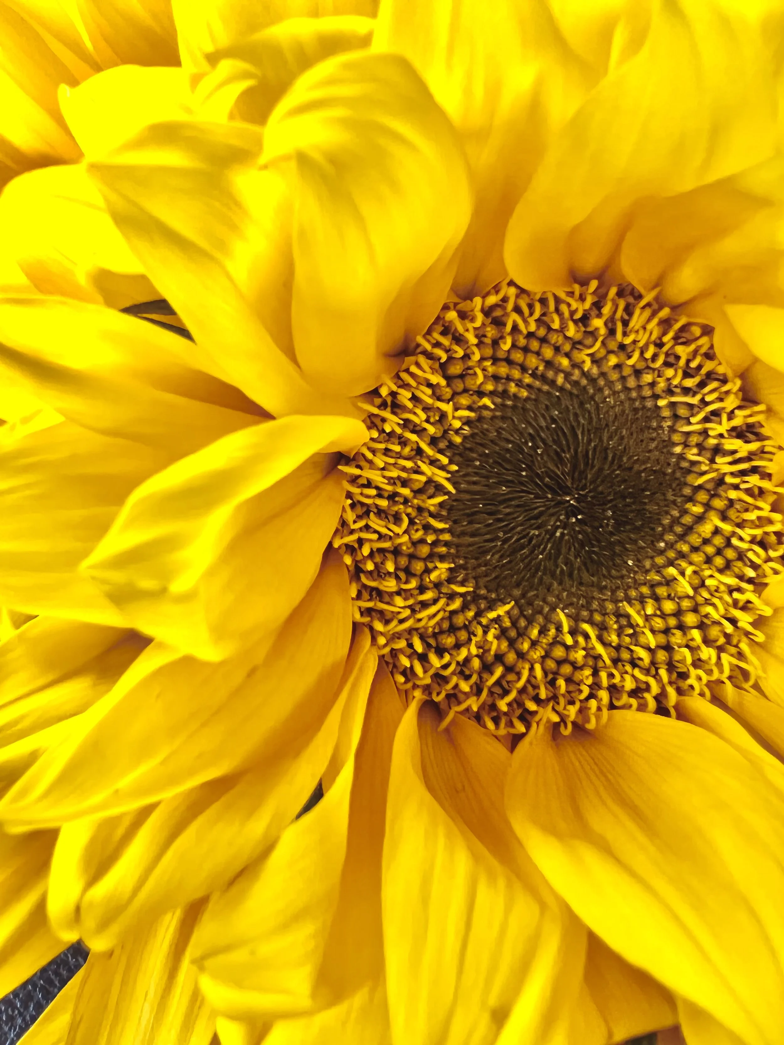 Close-up of a vibrant yellow sunflower with detailed center and petals.