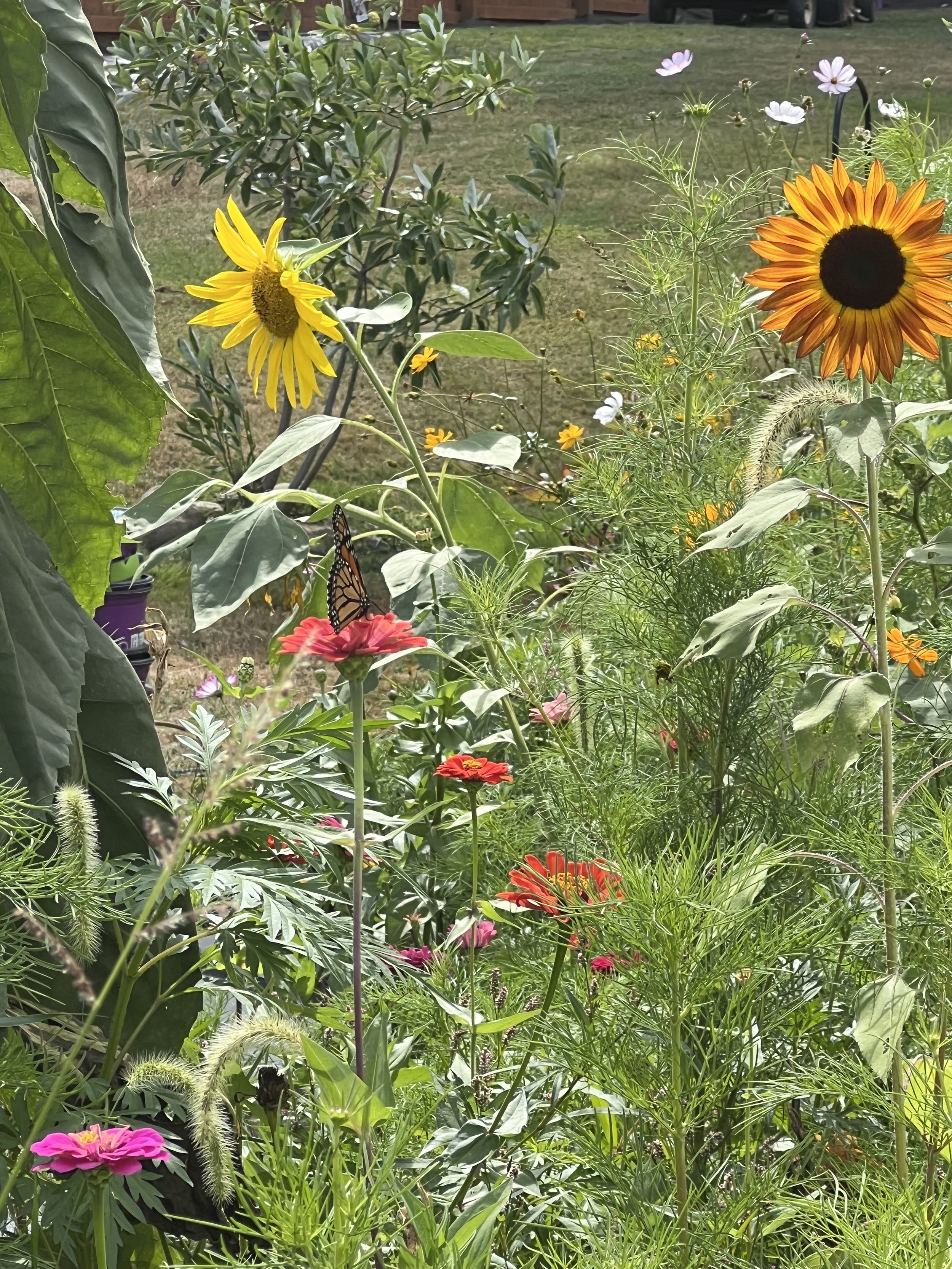 A colorful garden with sunflowers, pink, red, and purple flowers, and a butterfly perched on a pink flower, sunny day.