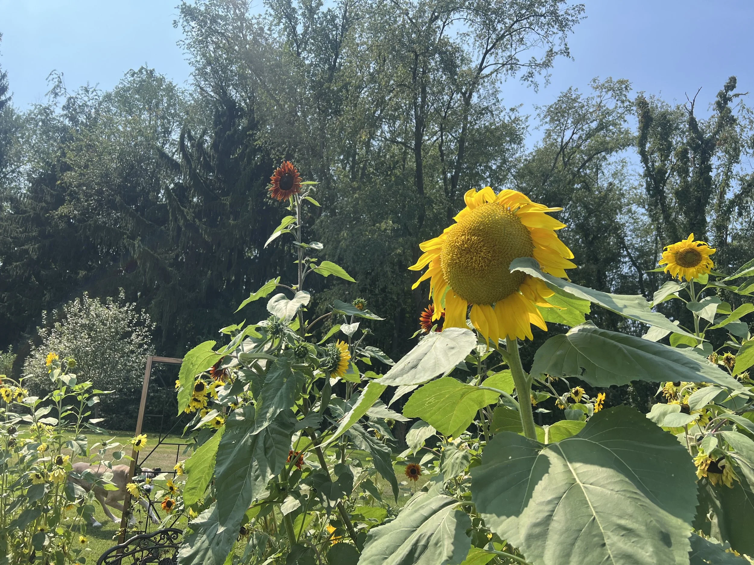 Close-up of blooming sunflowers in a sunny garden with trees and blue sky in the background.