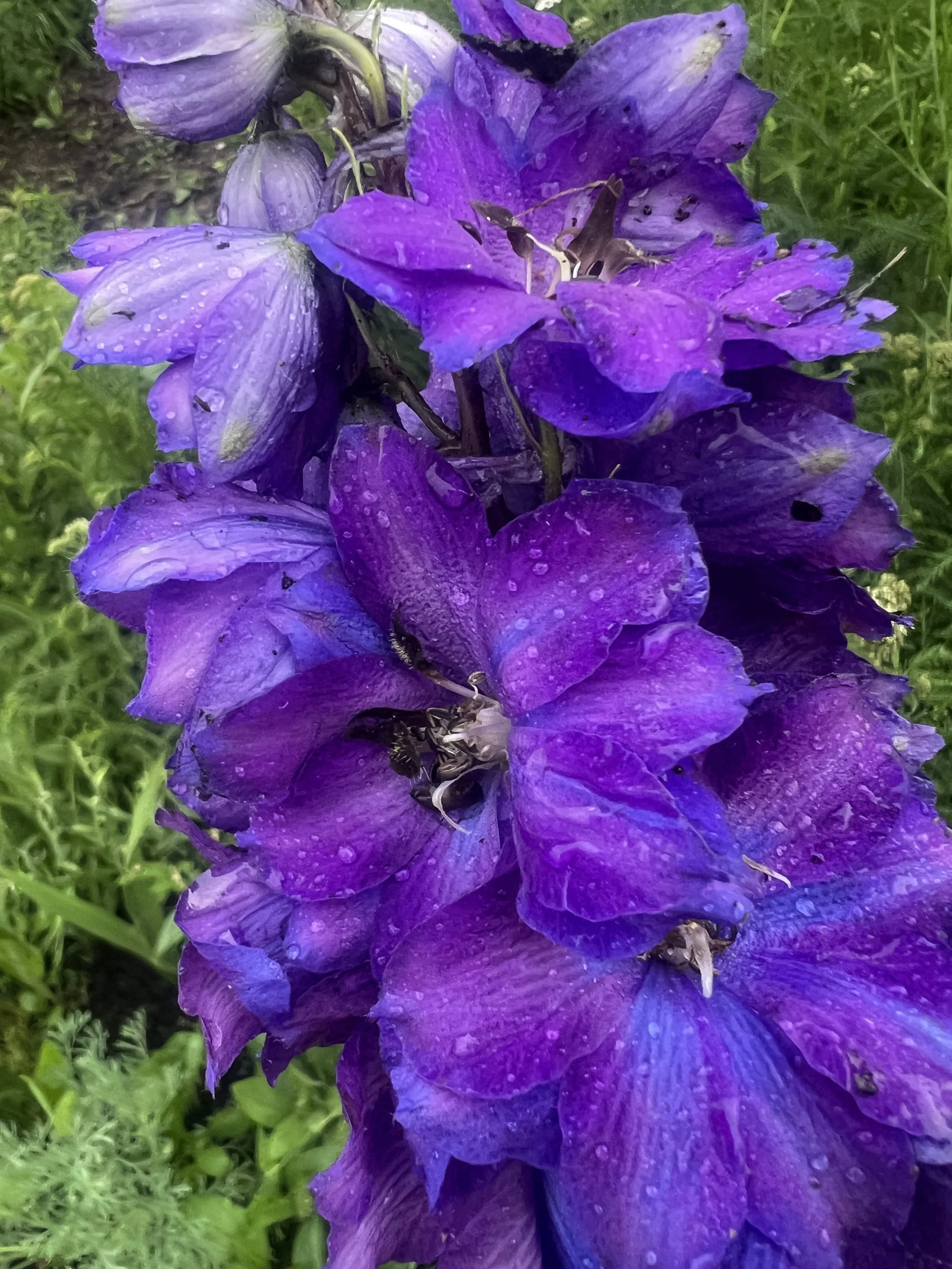 Close-up of vibrant purple flowers with water droplets on the petals, surrounded by green foliage.