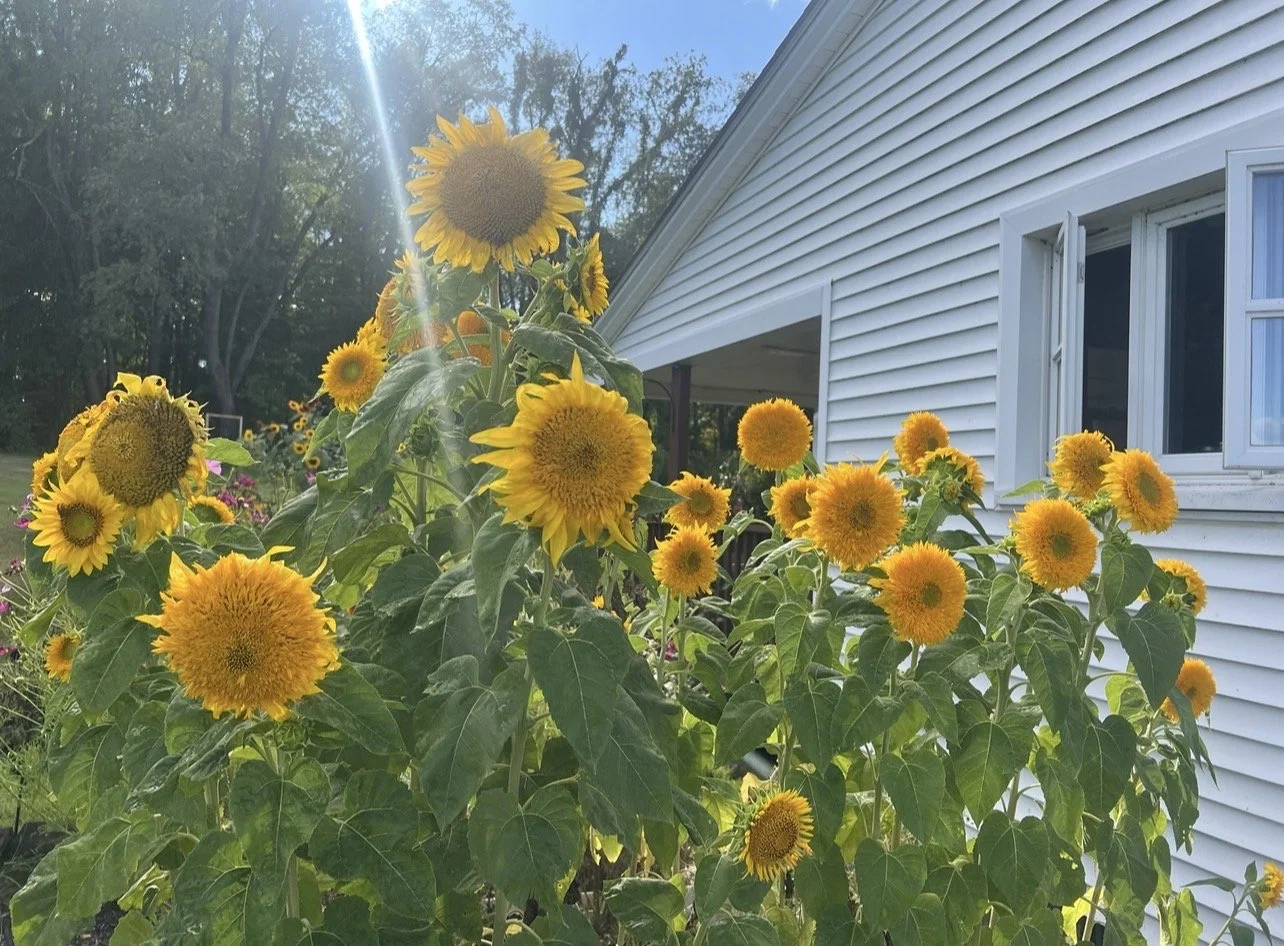 Cluster of blooming sunflowers in a garden next to a white house with an open window.