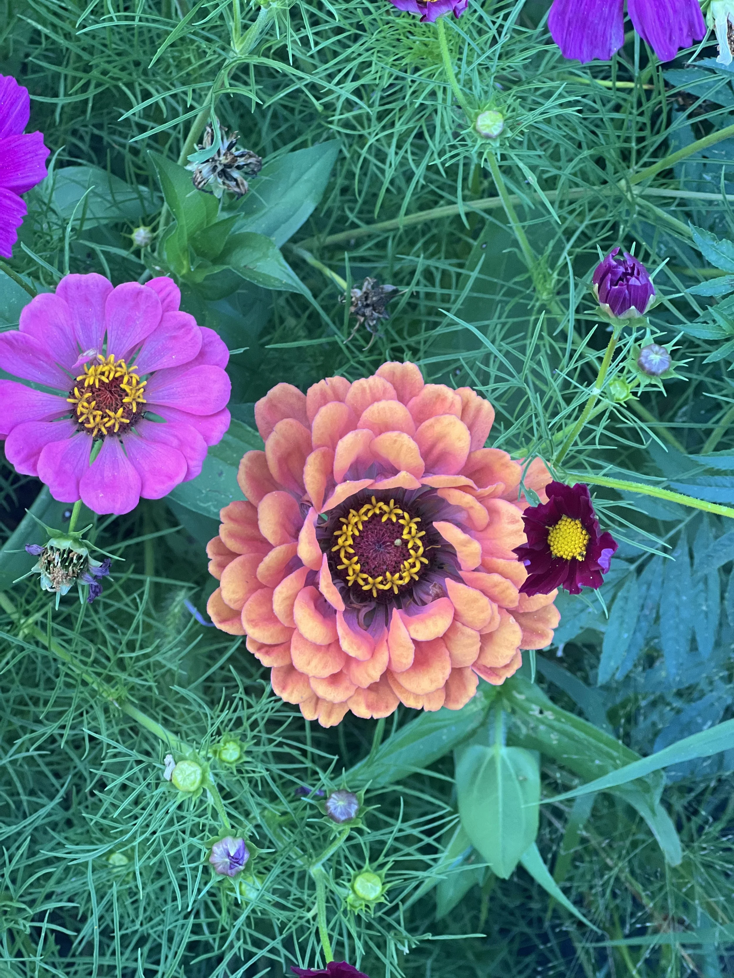 Colorful flowers including pink, orange, and purple blooms surrounded by green foliage and grass.