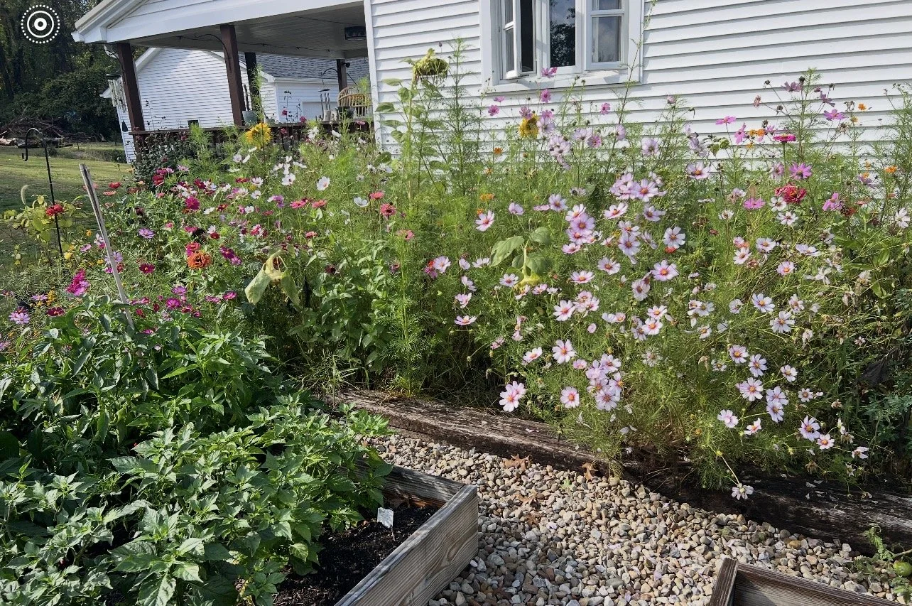 Flower bed with pink and white cosmos flowers next to a white house with horizontal siding and a gravel pathway.