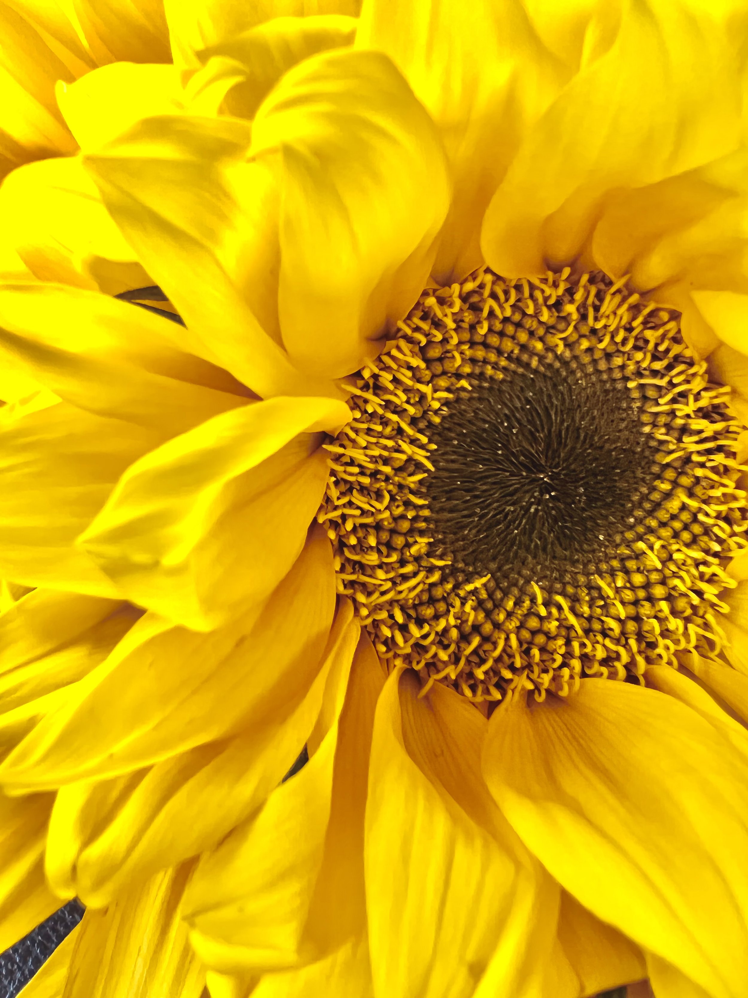 A close-up of a sunflower showing bright yellow petals and the dark center with seeds.