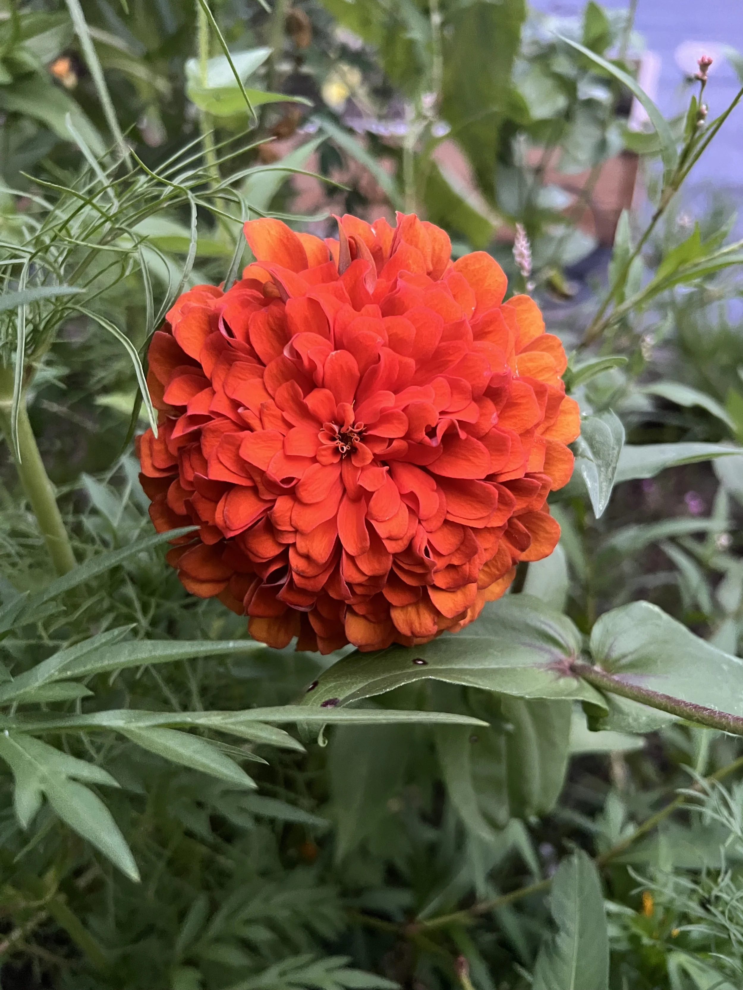 Bright orange-red dahlia flower in full bloom amidst green foliage.