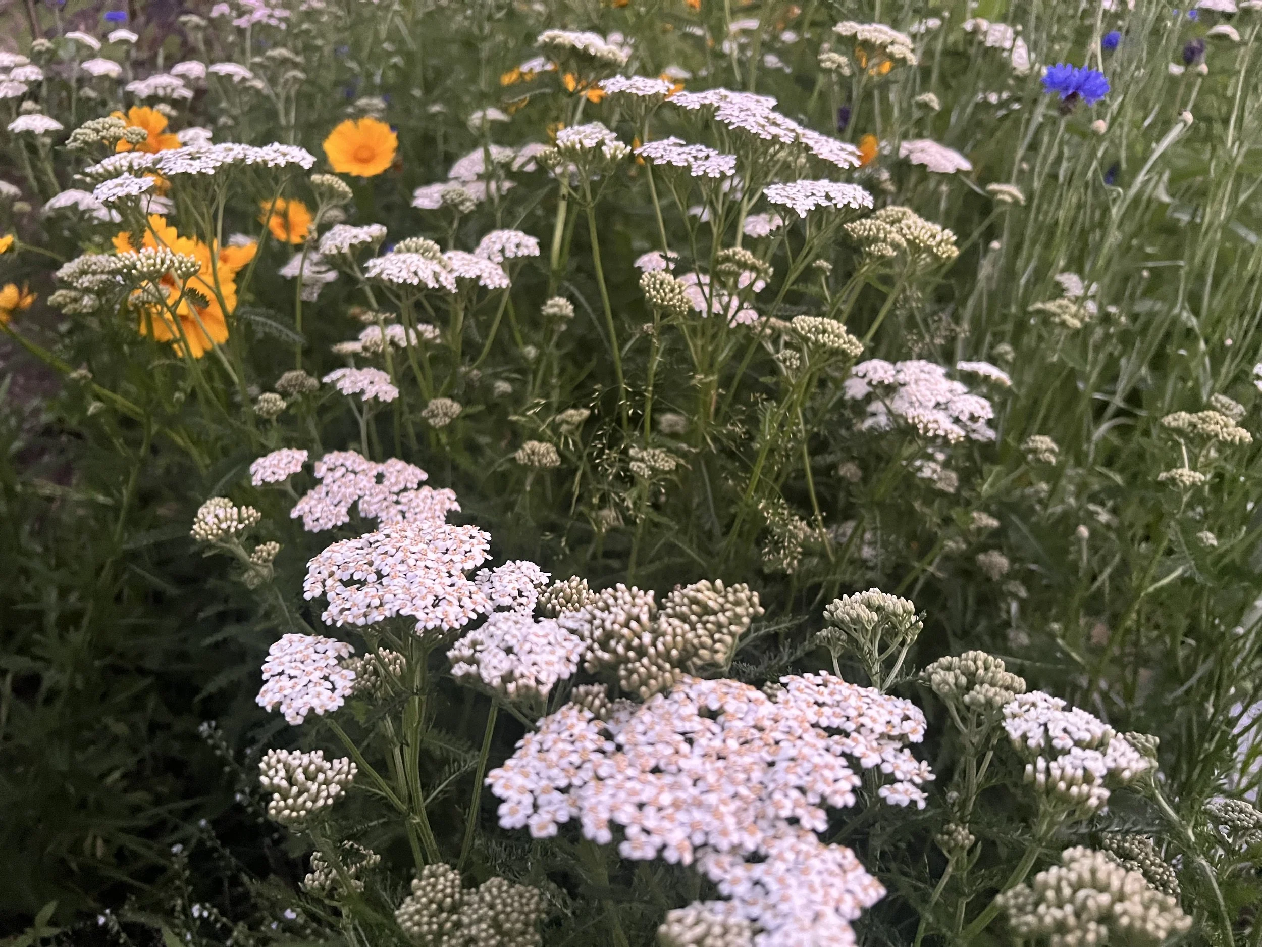 Close-up of white and pink cluster flowers with some orange and purple flowers in the background.