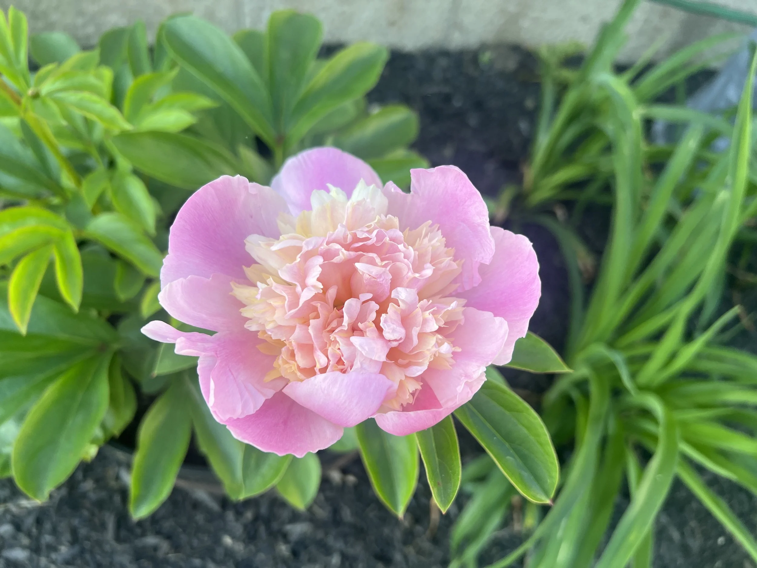 Pink peony flower with ruffled petals surrounded by green leaves, planted in dark soil.