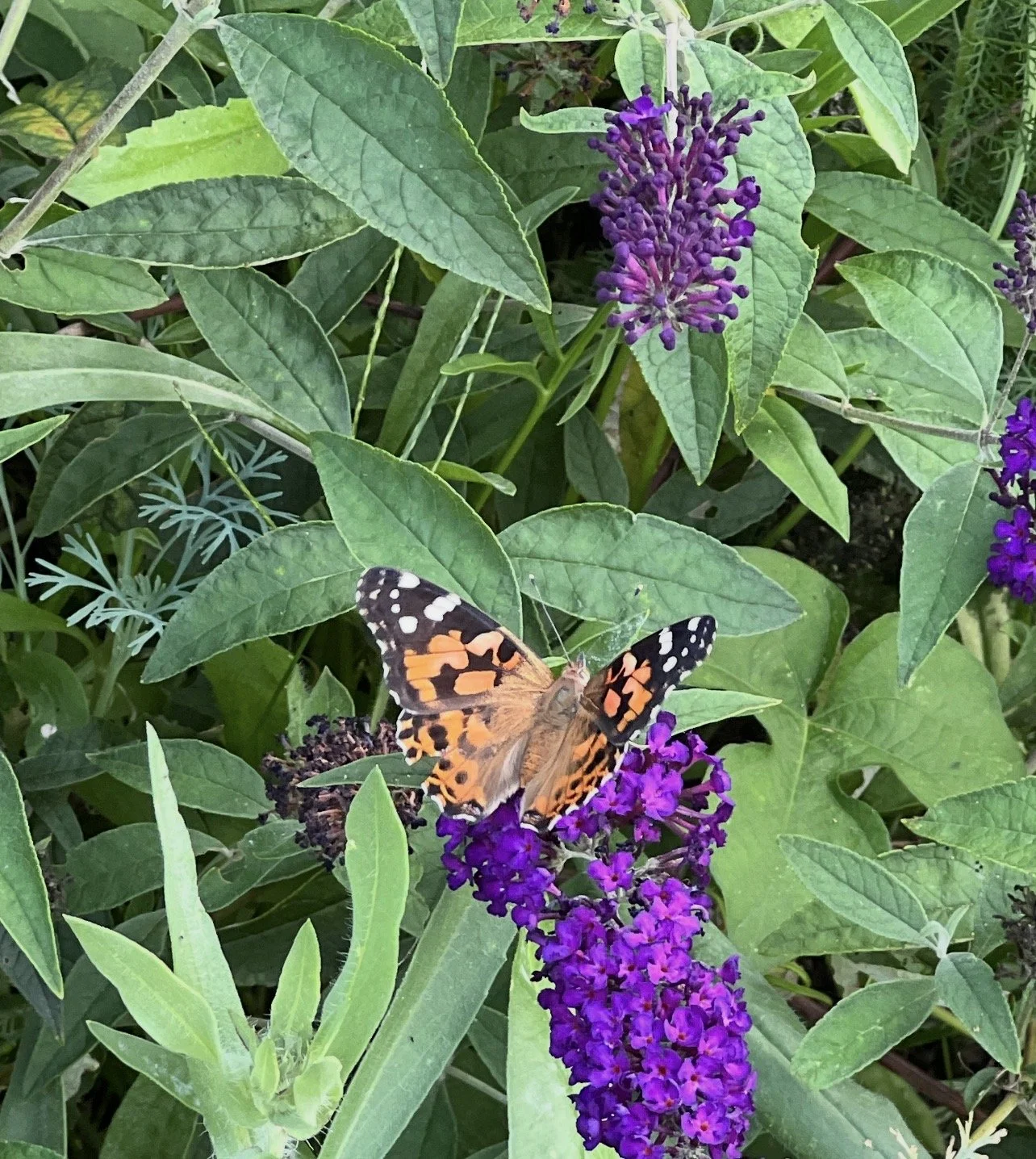 A butterfly with orange, black, and white wings perched on a cluster of purple flowers surrounded by green leaves.