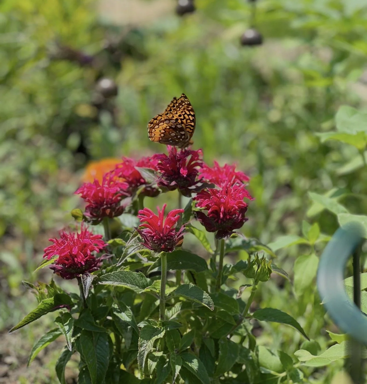 A butterfly perched on pink flowers in a lush green garden.